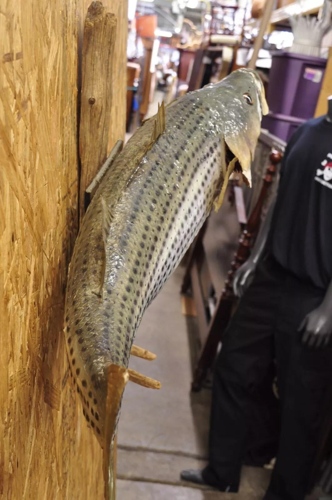Rustic Vintage Large Striped Bass Wall Mount Taxidermy Real Skin Fishing Wall Decor