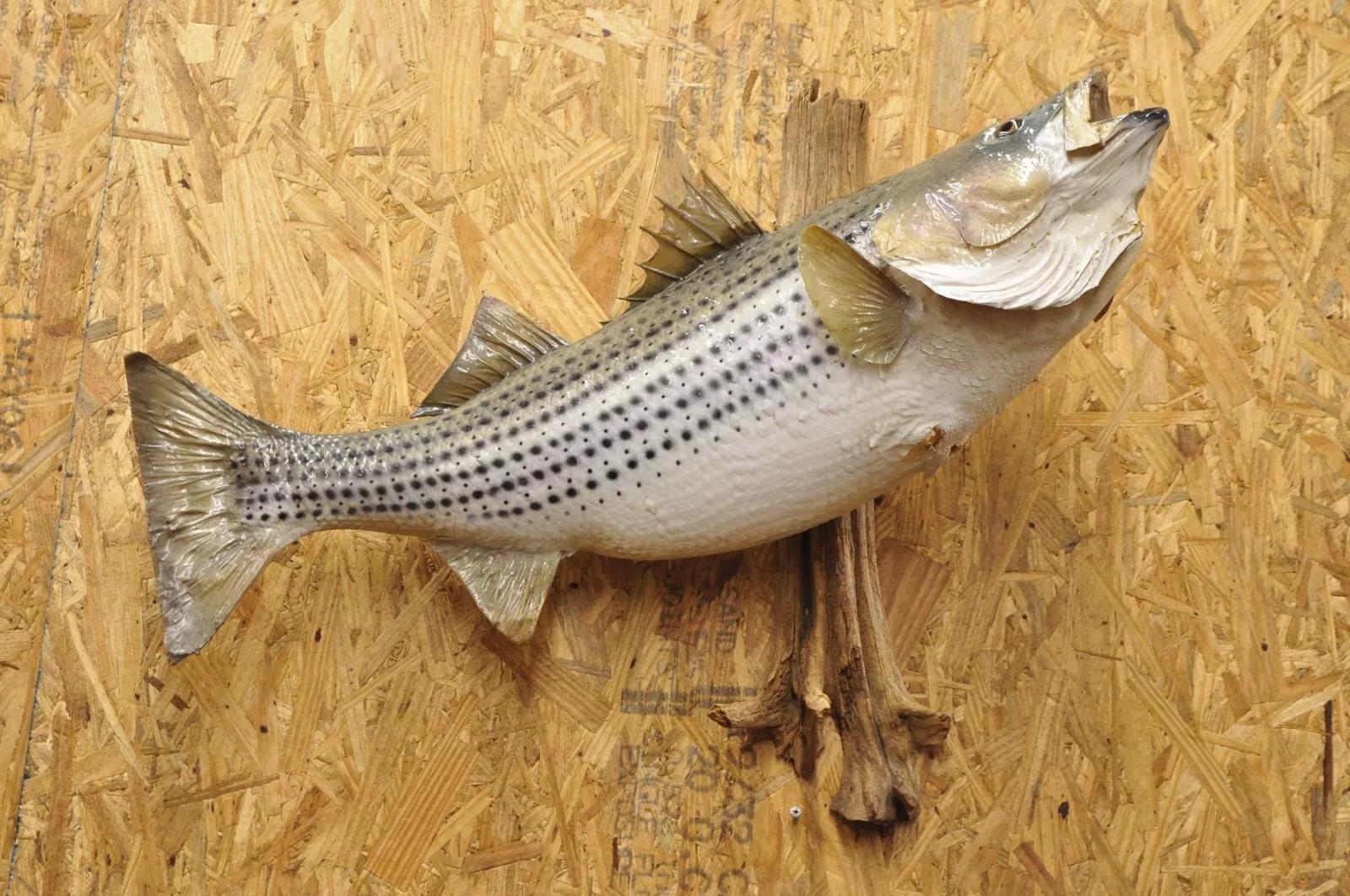 Unknown Vintage Large Striped Bass Wall Mount Taxidermy Real Skin Fishing Wall Decor