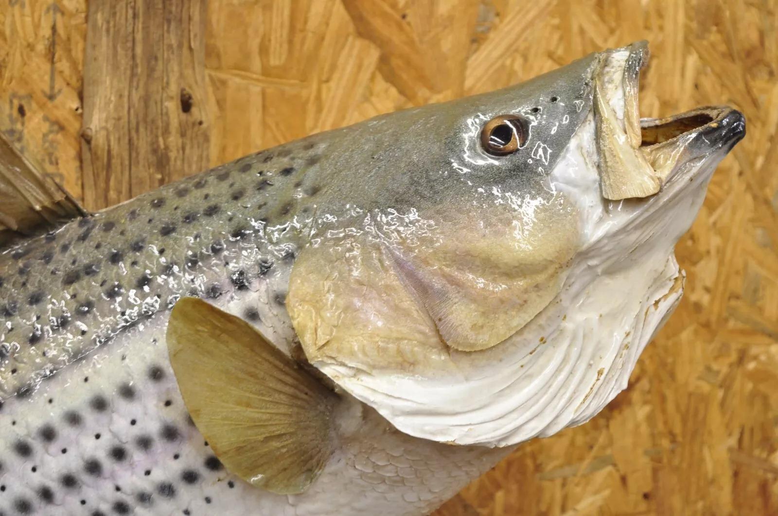 Vintage Large Striped Bass Wall Mount Taxidermy Real Skin Fishing Wall Decor In Good Condition In Philadelphia, PA