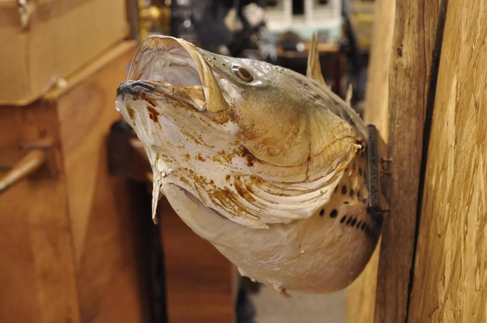 20th Century Vintage Large Striped Bass Wall Mount Taxidermy Real Skin Fishing Wall Decor