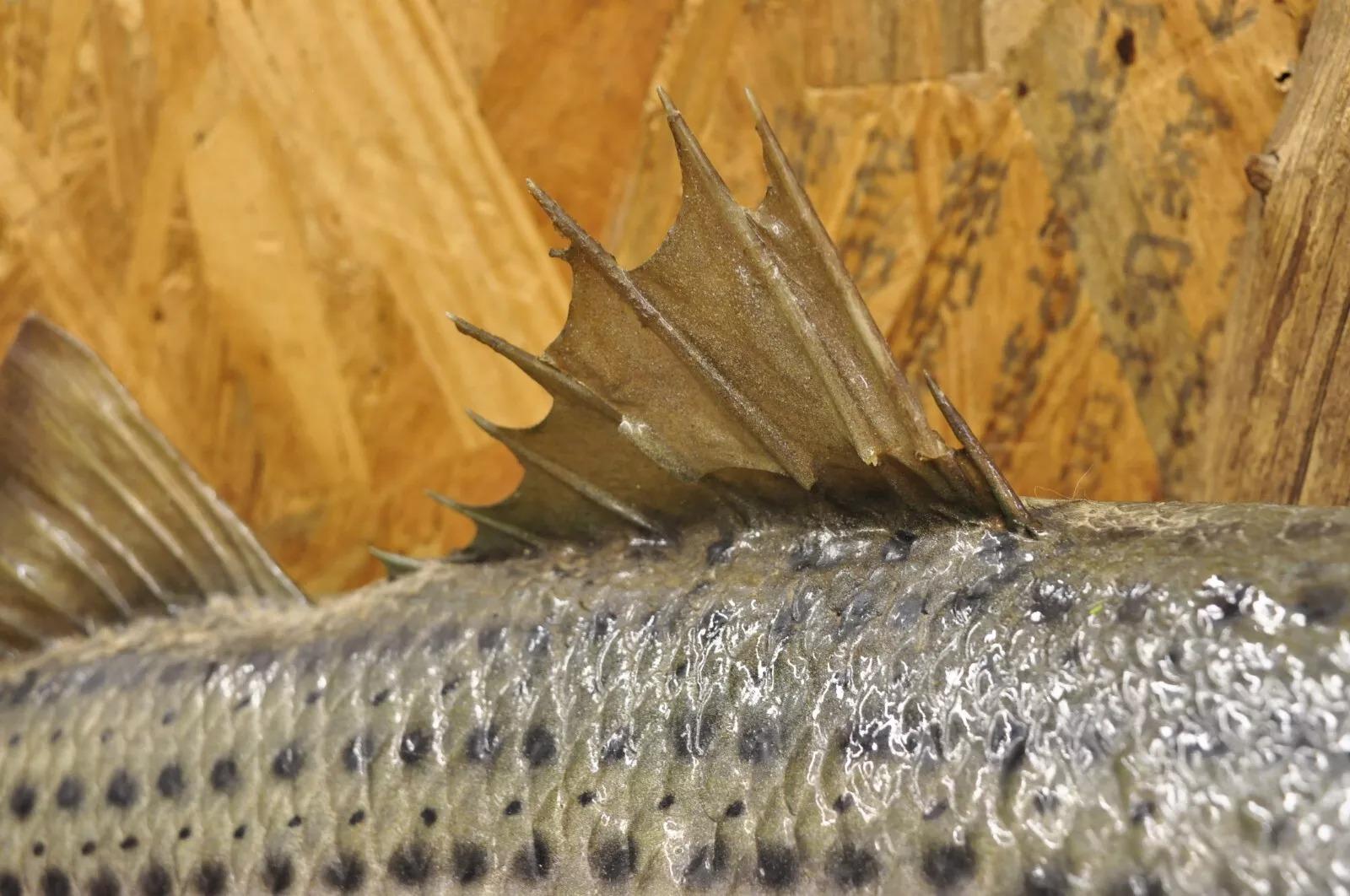Animal Skin Vintage Large Striped Bass Wall Mount Taxidermy Real Skin Fishing Wall Decor