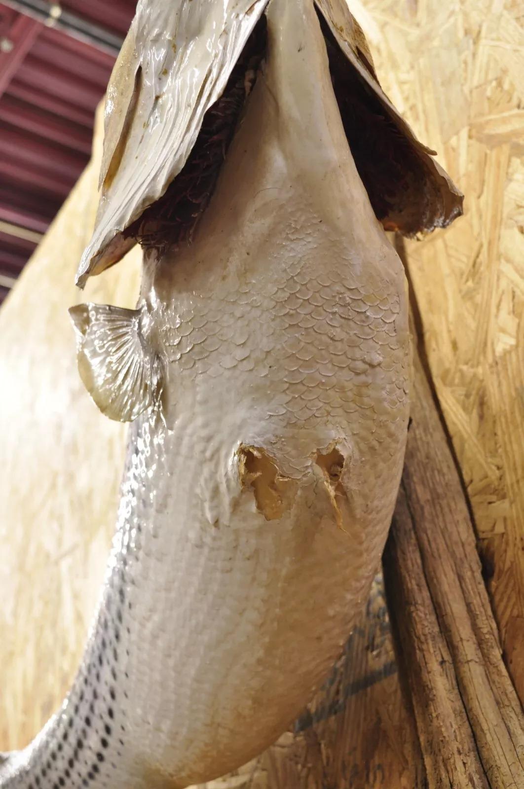 Vintage Large Striped Bass Wall Mount Taxidermy Real Skin Fishing Wall Decor 1