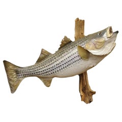 Vintage Large Striped Bass Wall Mount Taxidermy Real Skin Fishing Wall Decor