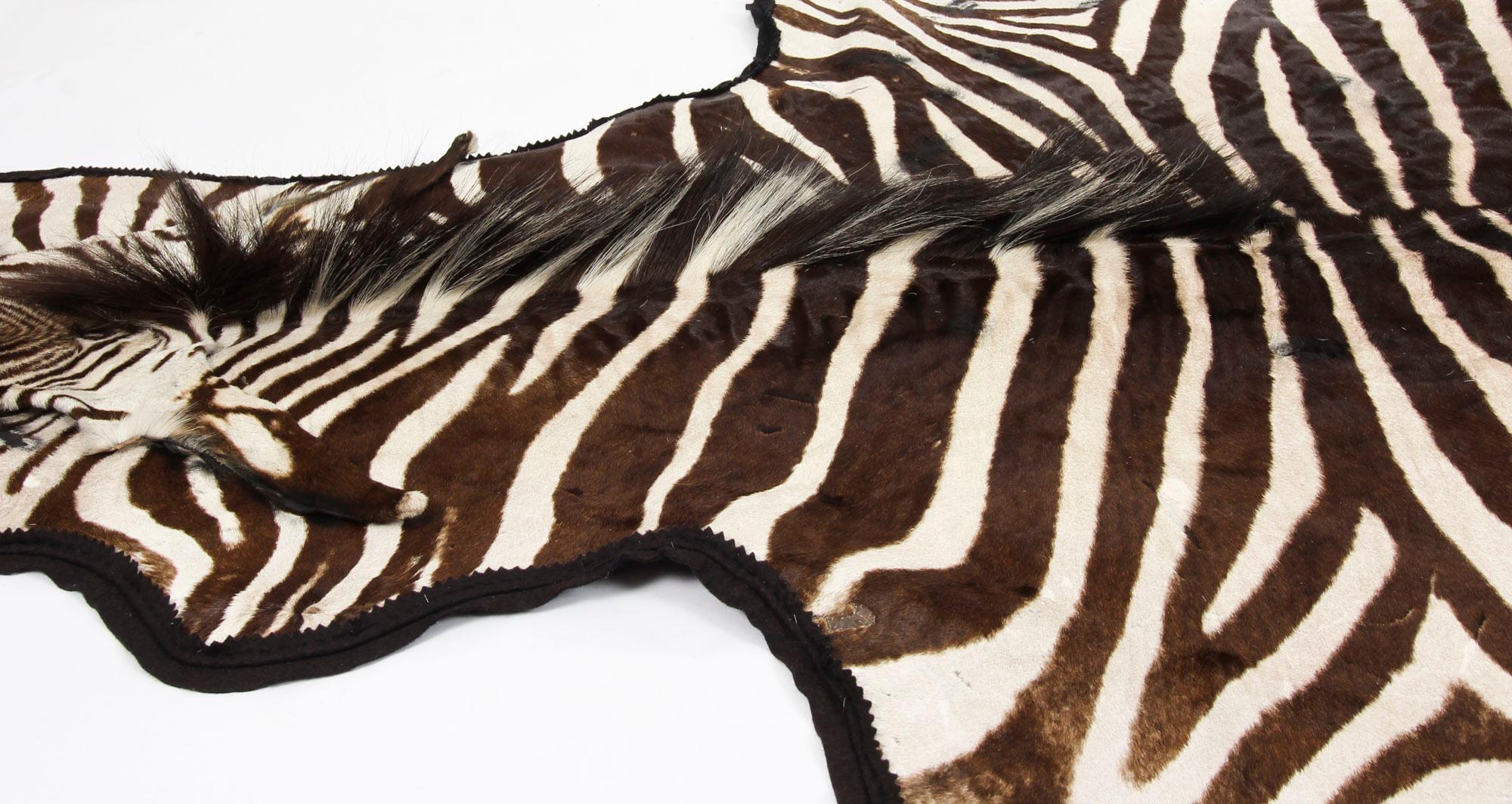 Zebra Rug Head Vintage Large Taxidermy Zebra Skin Rug with Felt Backing, 20th Century ...