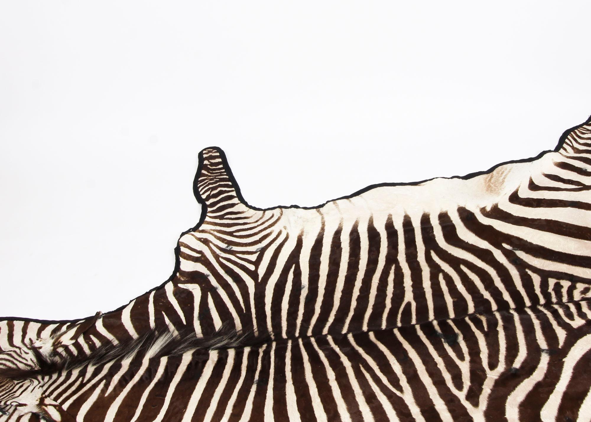Vintage Large Taxidermy Zebra Skin Rug with Felt Backing, 20th Century ...