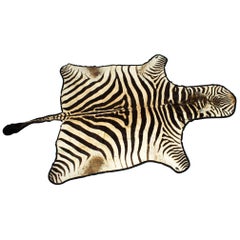 Grand tapis vintage en peau de zèbre taxidermique avec dos en feutre:: 20ème siècle