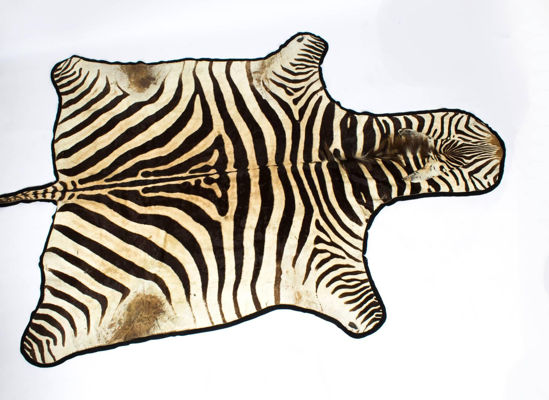 A lovely large taxidermy Burchell's Zebra skin rug, circa 1970.
The zebra (Equus quagga burchelli), has a flat head, preserved on a black baize backing.

Please note: as there are approximately 240,000 Burchill's Zebra in the wild, this species