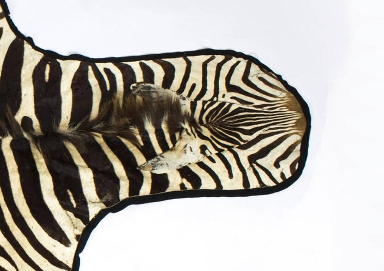 Vintage Large Taxidermy Zebra Skin Rug with Felt Backing, 20th Century