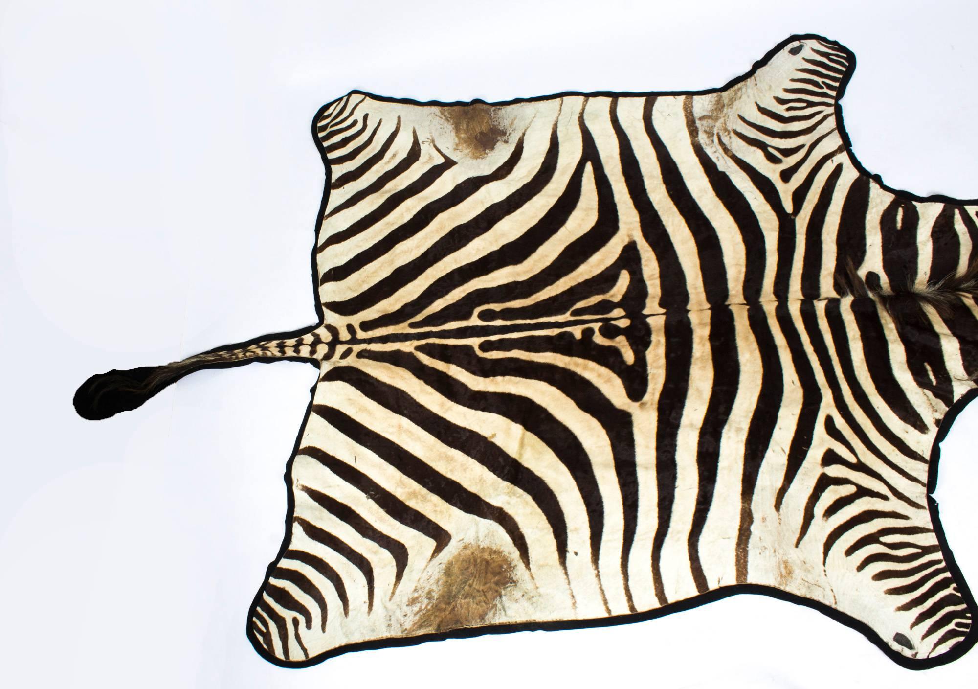 zebra rug taxidermy