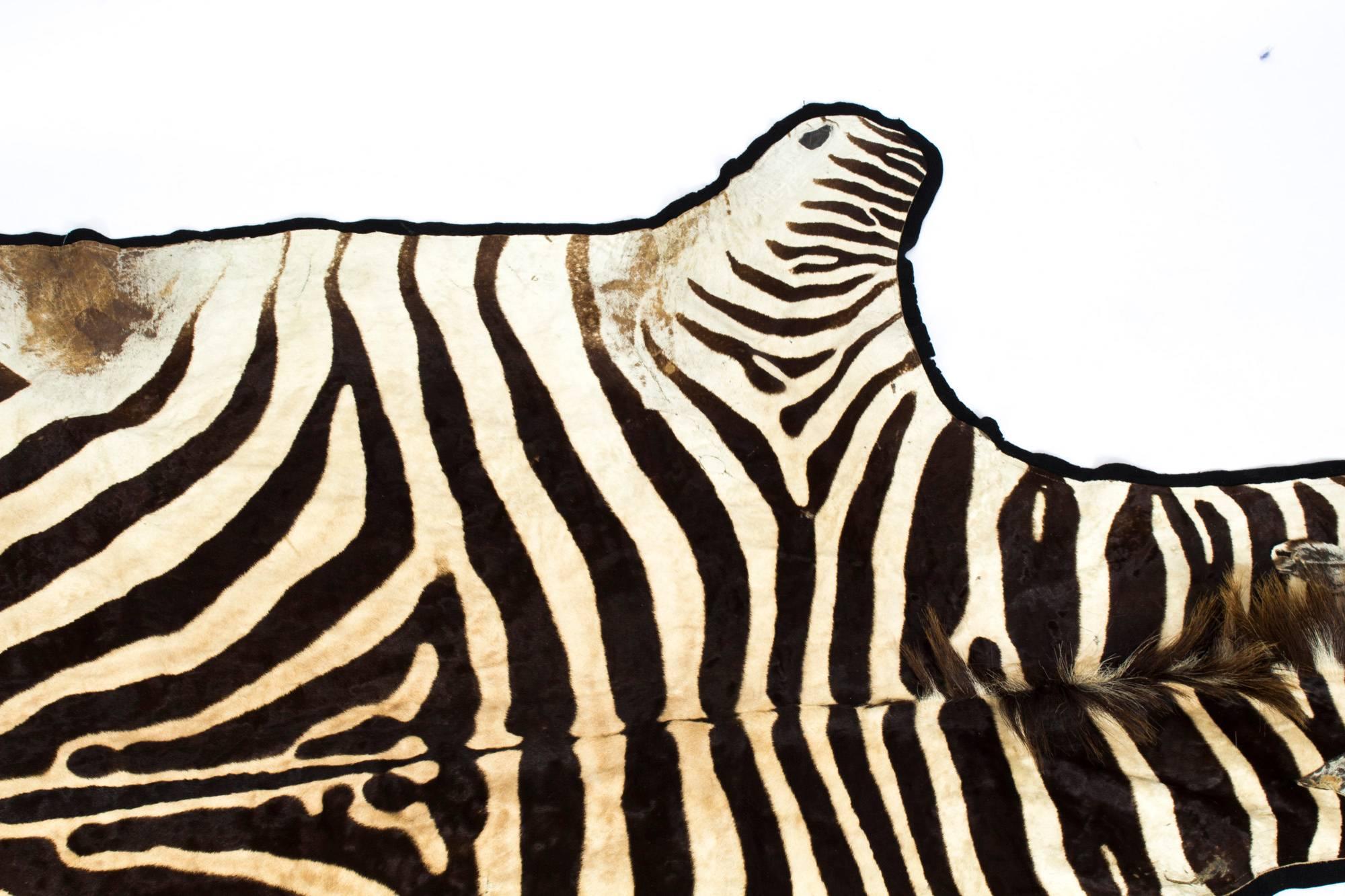 Vintage Large Taxidermy Zebra Skin Rug with Felt Backing, 20th Century In Excellent Condition In London, GB