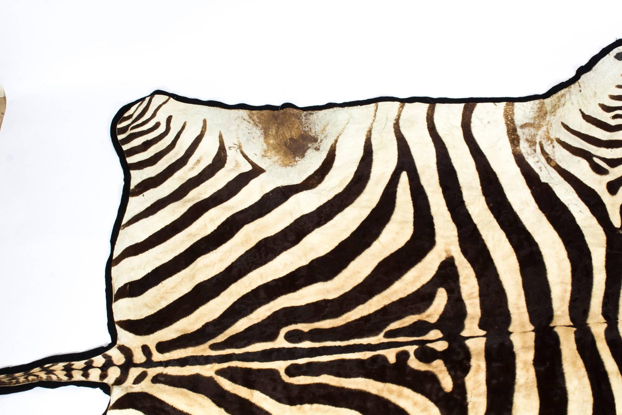Late 20th Century Vintage Large Taxidermy Zebra Skin Rug with Felt Backing, 20th Century