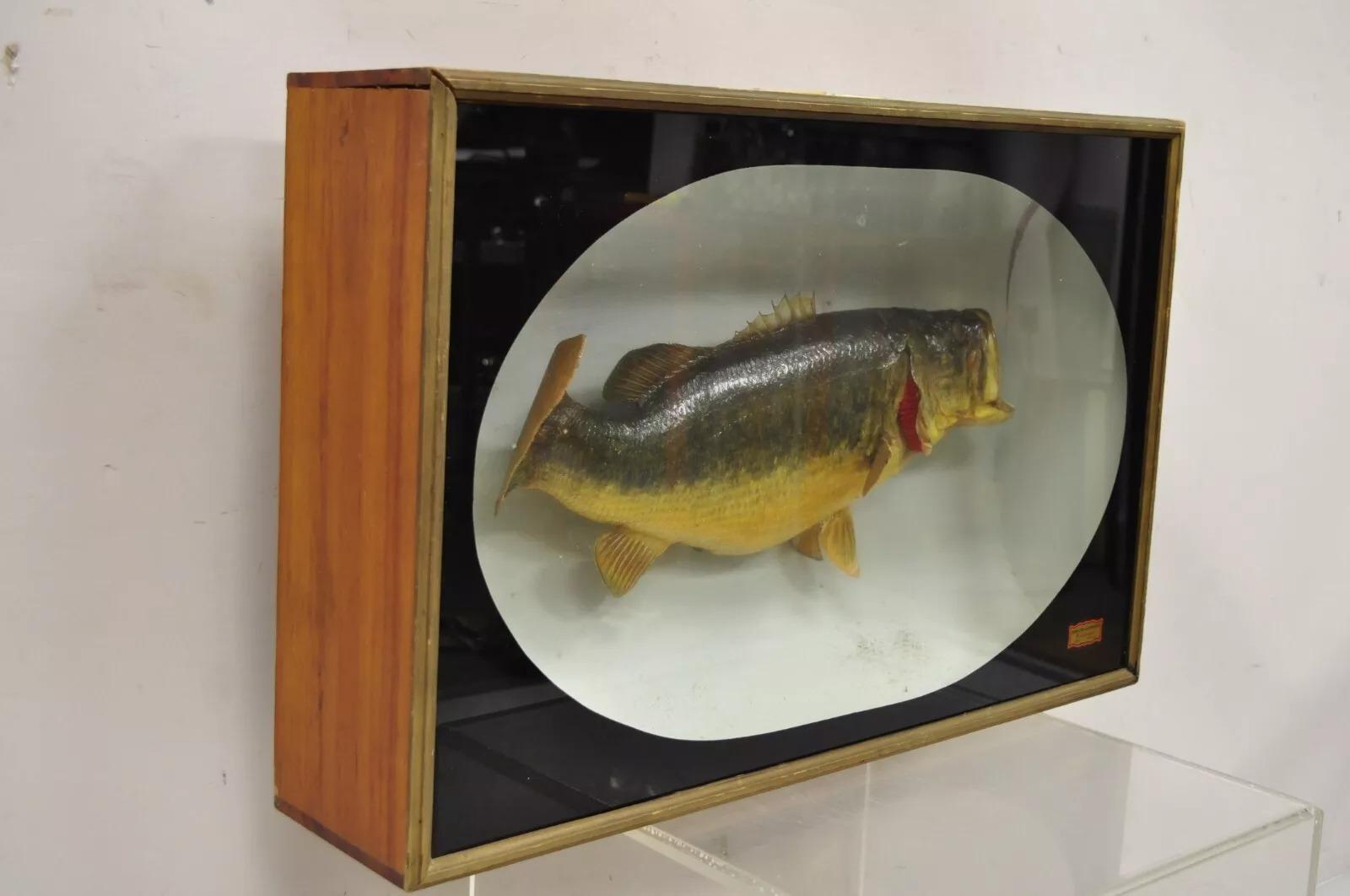 Vintage Largemouth Bass 