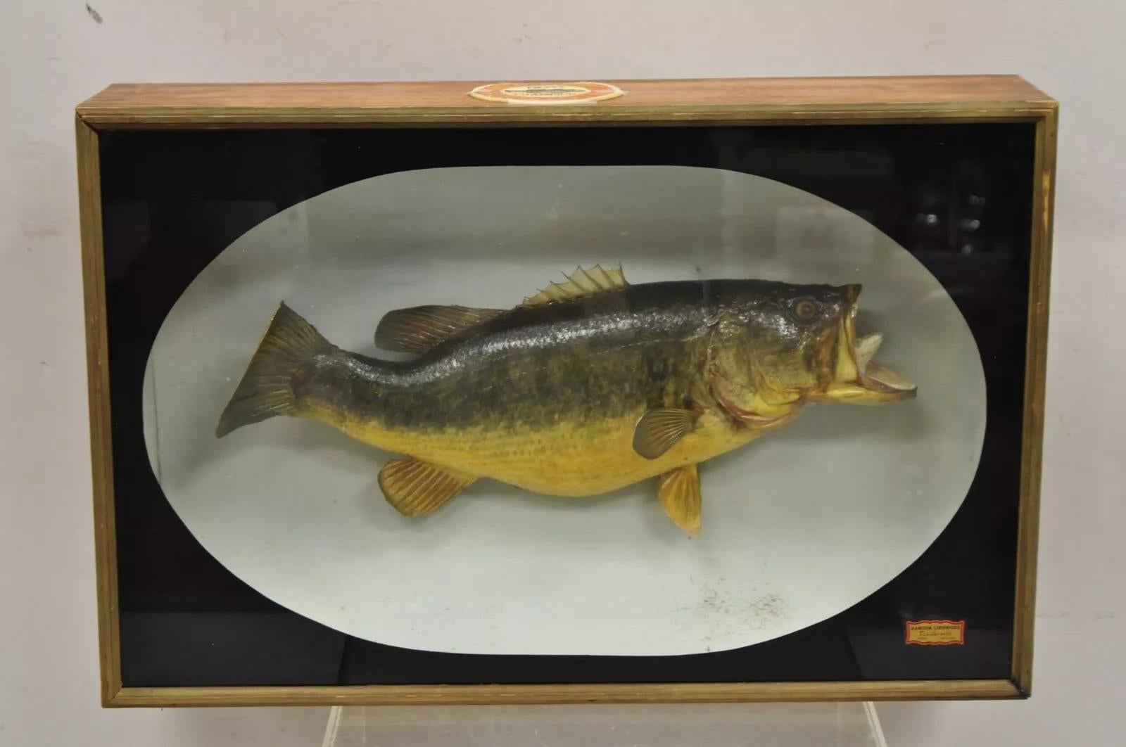 Vintage Largemouth Bass 