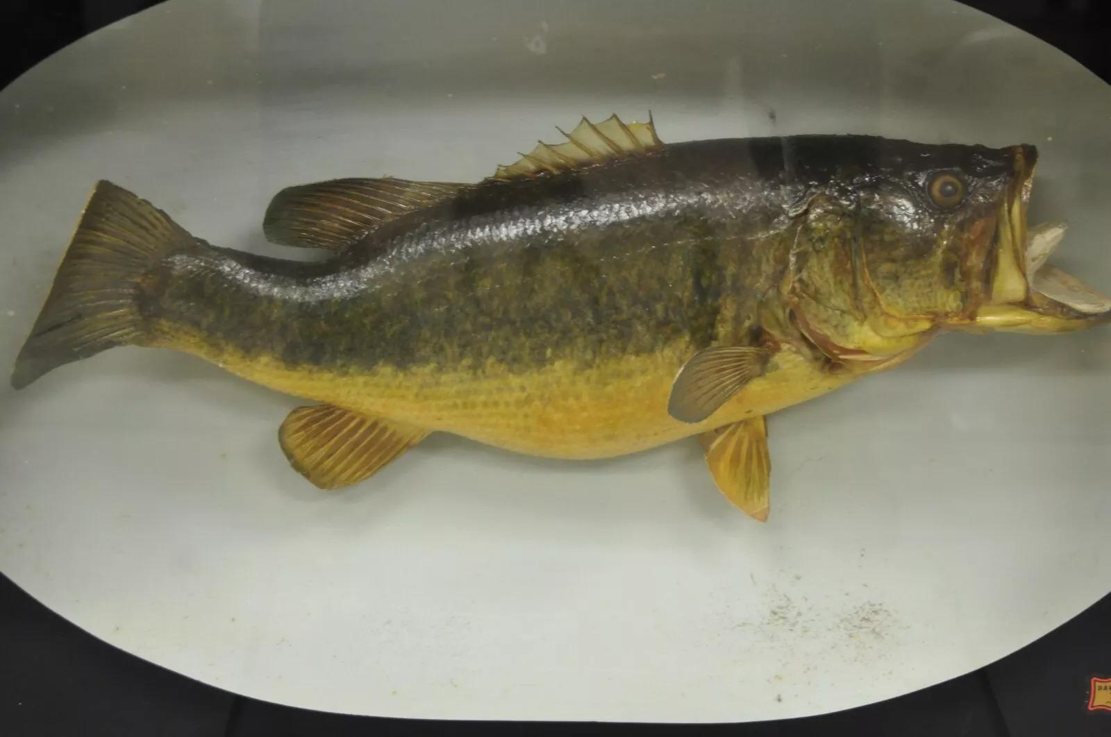Vintage Largemouth Bass Real Fish 