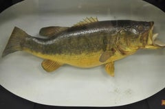 Tassidermia d'epoca "1970 Champion" Dawson Girdwood con custodia di vetro