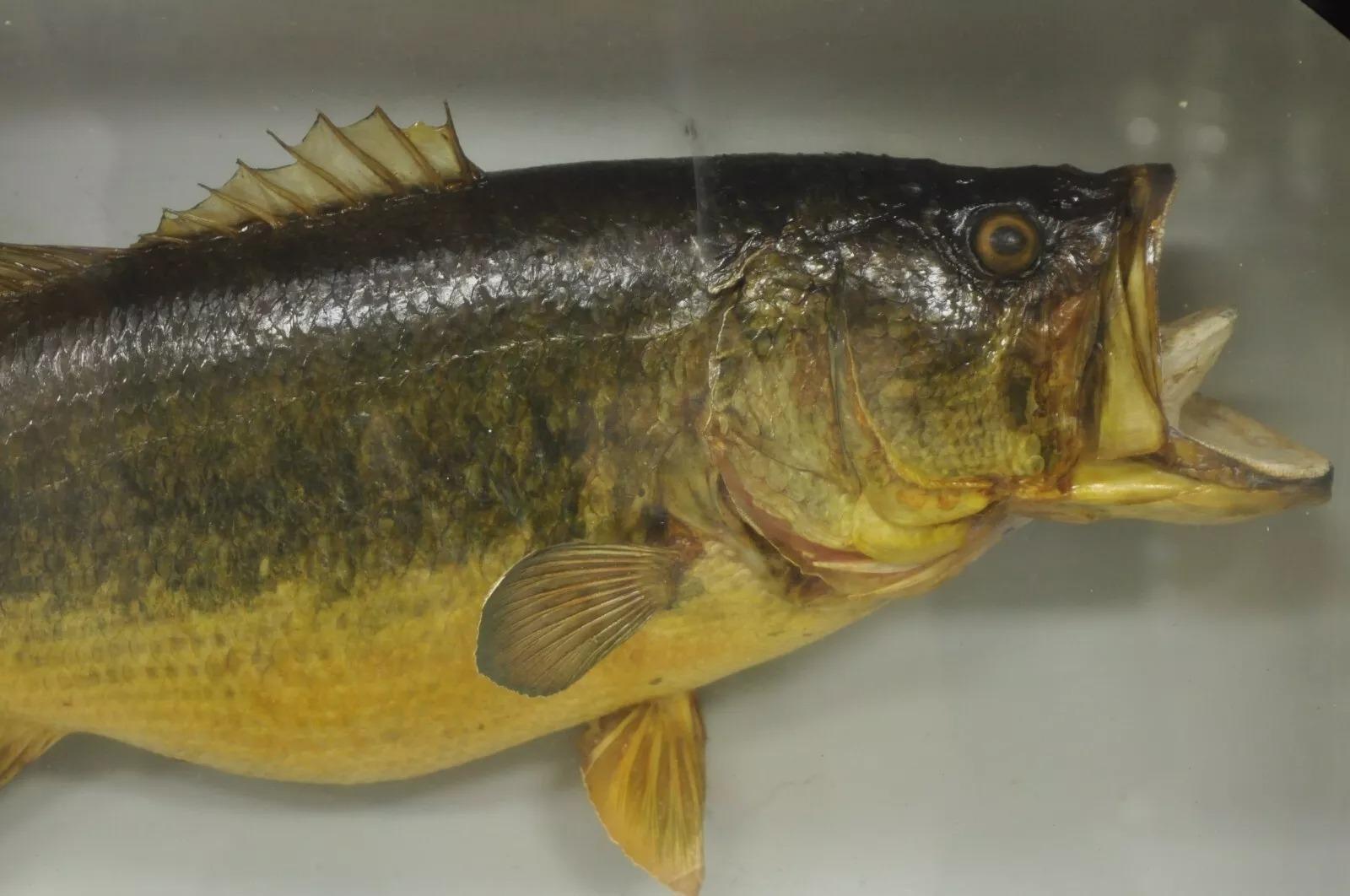 Unknown Vintage Largemouth Bass 