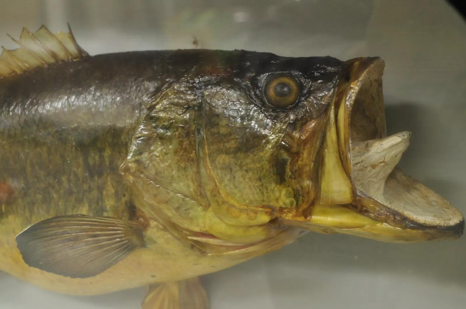 Vintage Largemouth Bass 