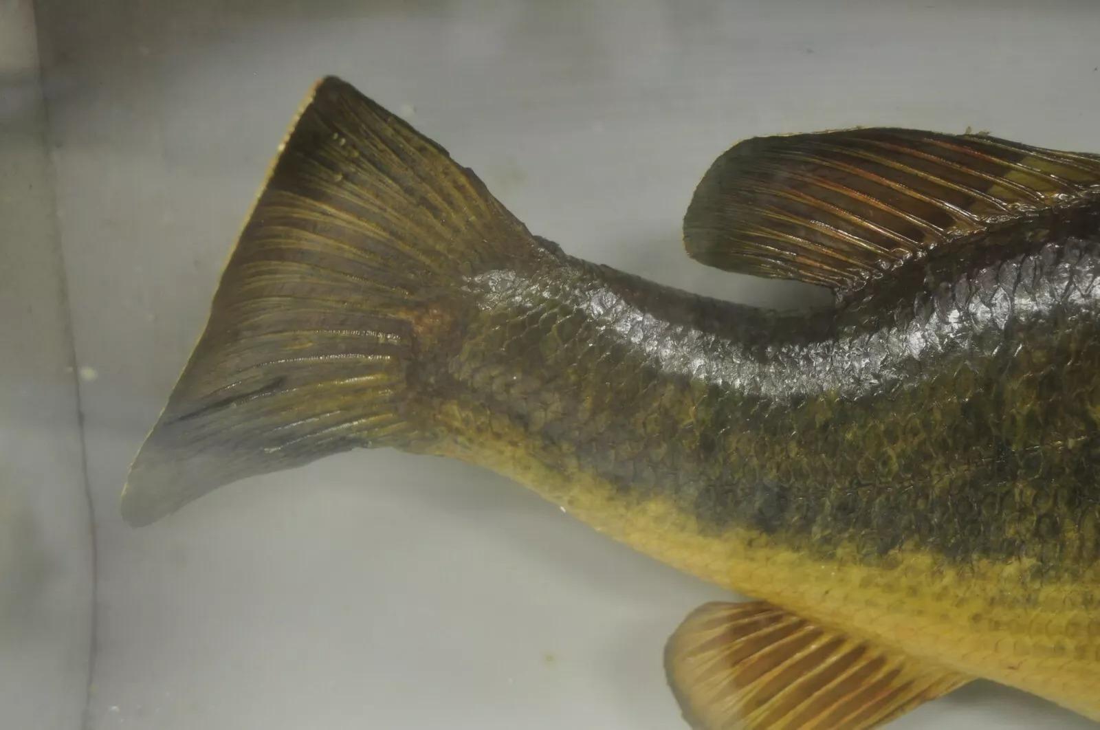 20th Century Vintage Largemouth Bass 