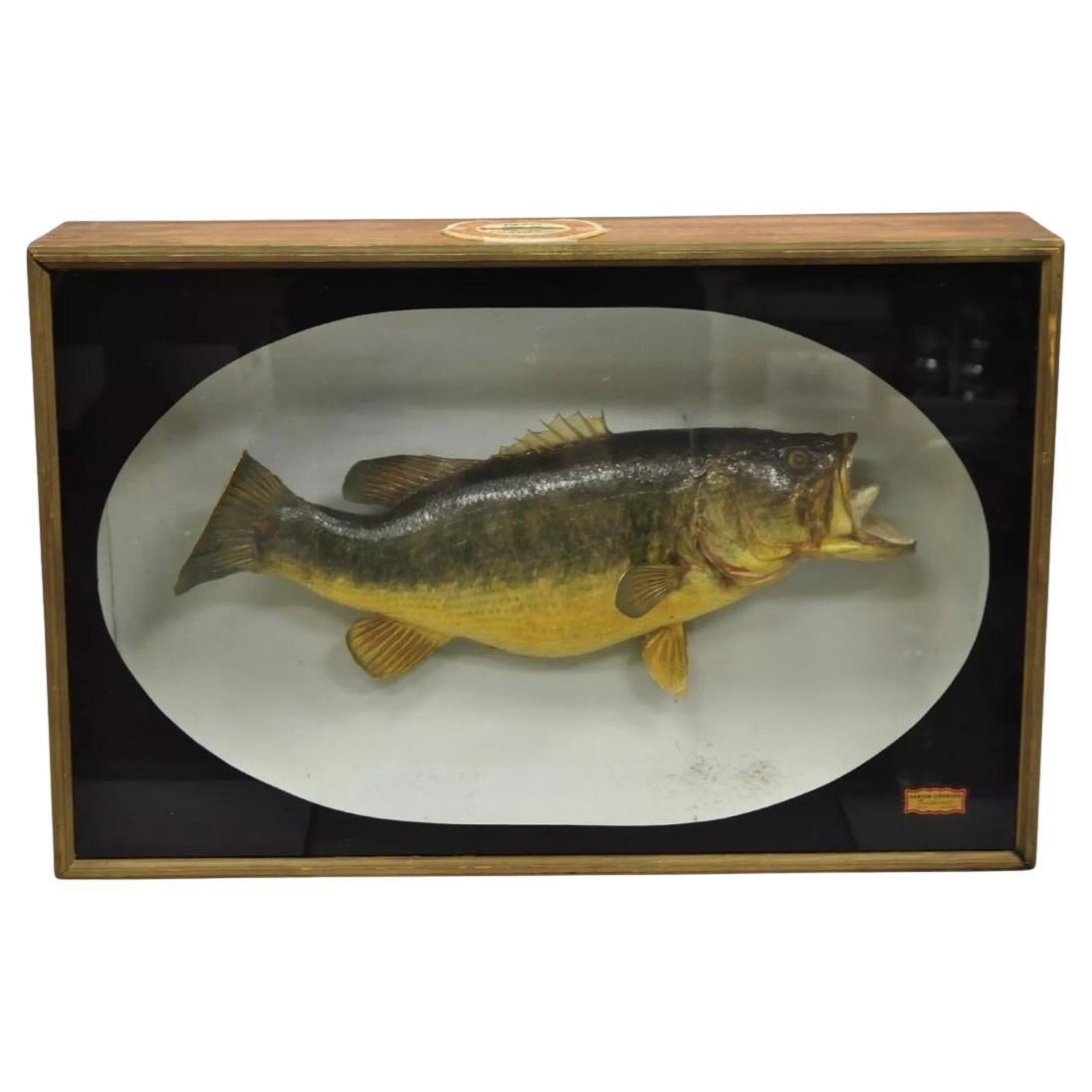 Vintage Largemouth Bass "1970 Champion" Dawson Girdwood Taxidermy in Glass Case