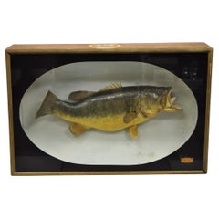 Grandmouth Bass champion Dawson Girdwood Taxidermy vintage avec étui en verre, 1970