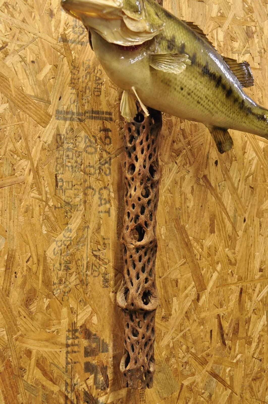 Tronco de lubina vintage para montaje en pared Taxidermia de piel auténtica Decoración de pared de pesca en venta 3