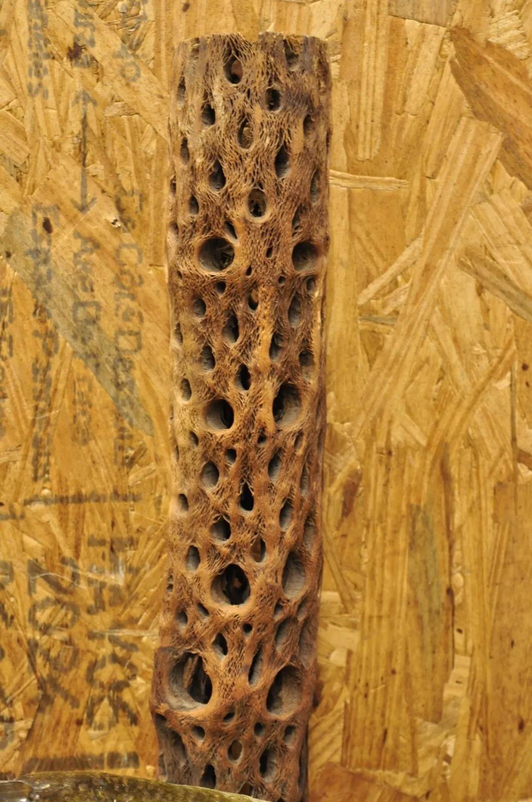 Tronco de lubina vintage para montaje en pared Taxidermia de piel auténtica Decoración de pared de pesca en venta 4
