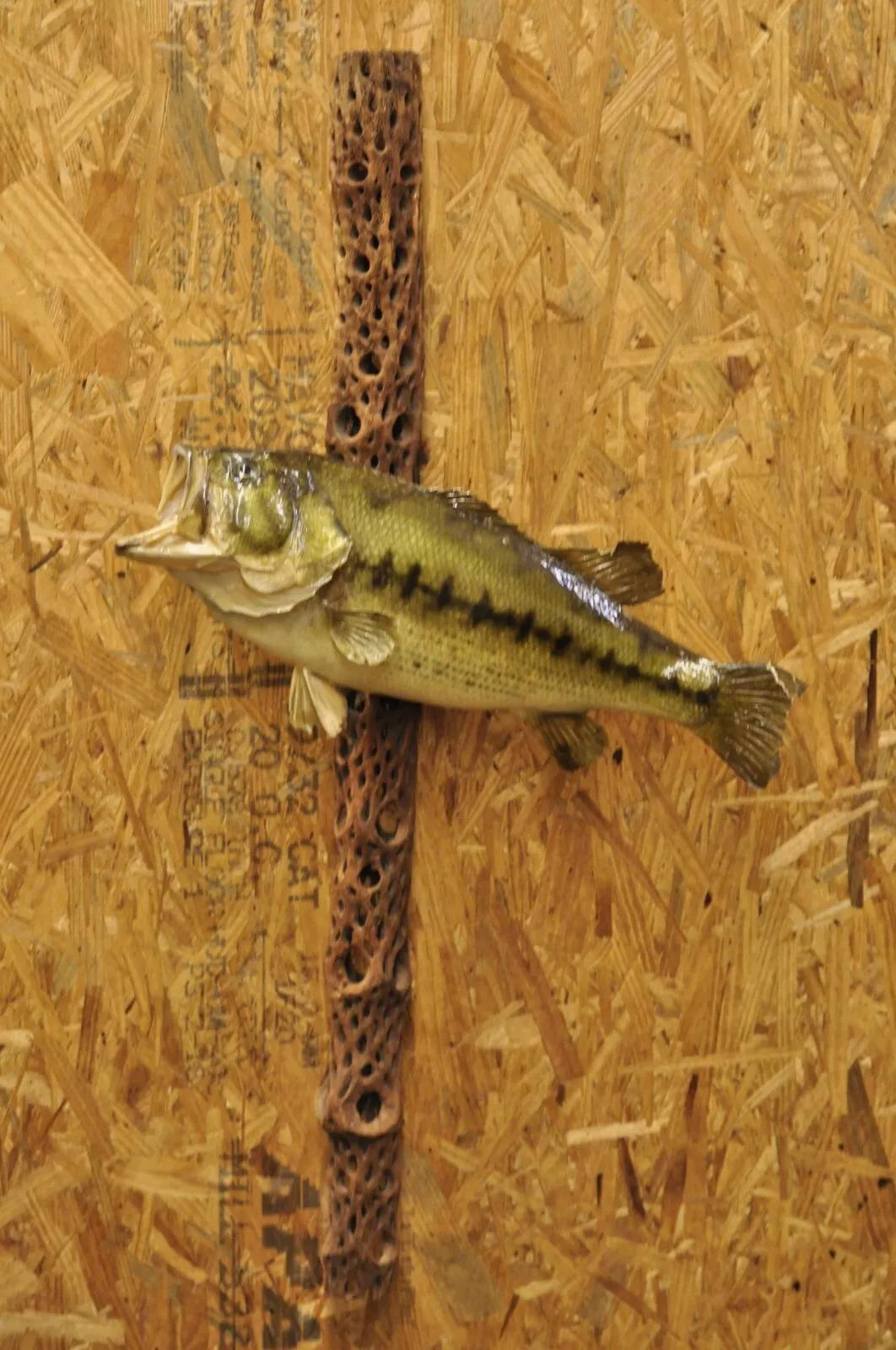 Tronco de lubina vintage para montaje en pared Taxidermia de piel auténtica Decoración de pared de pesca en venta 5
