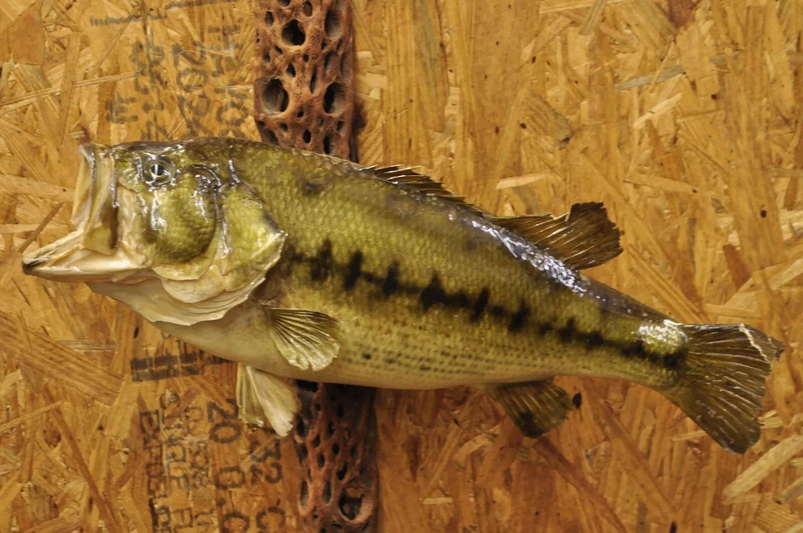 Vintage Lubina de boca grande en tronco de madera Montaje en pared Taxidermia de piel auténtica Decoración de pared de pesca. Mediados del siglo XX. Medidas (totales): 39