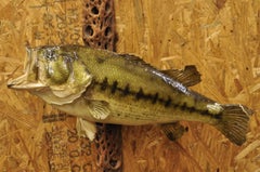 Vintage Largemouth Bass Log Wall Mount Real Skin Taxidermy Fishing Wall Decor