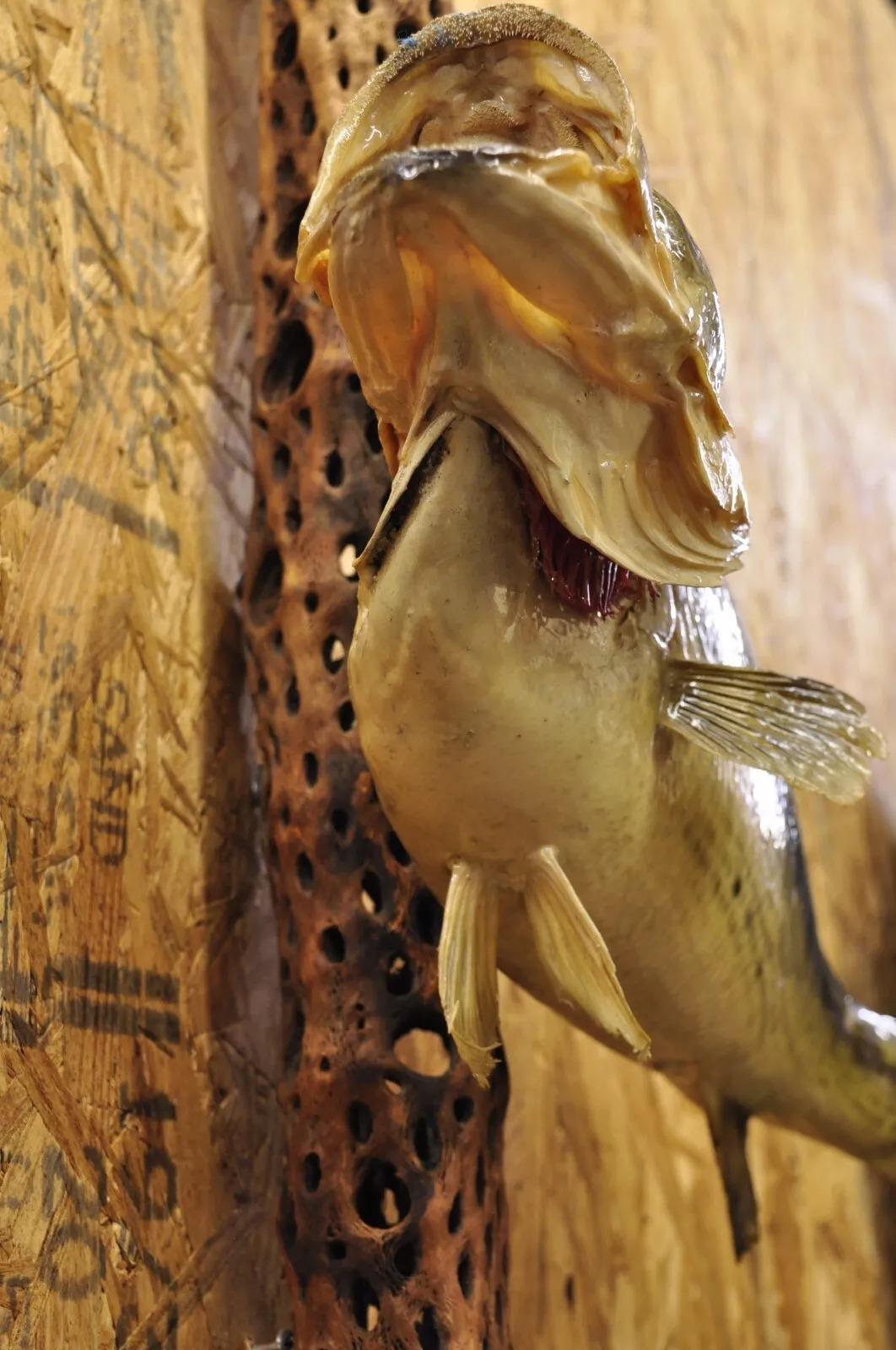 Tronco de lubina vintage para montaje en pared Taxidermia de piel auténtica Decoración de pared de pesca Piel de animal en venta