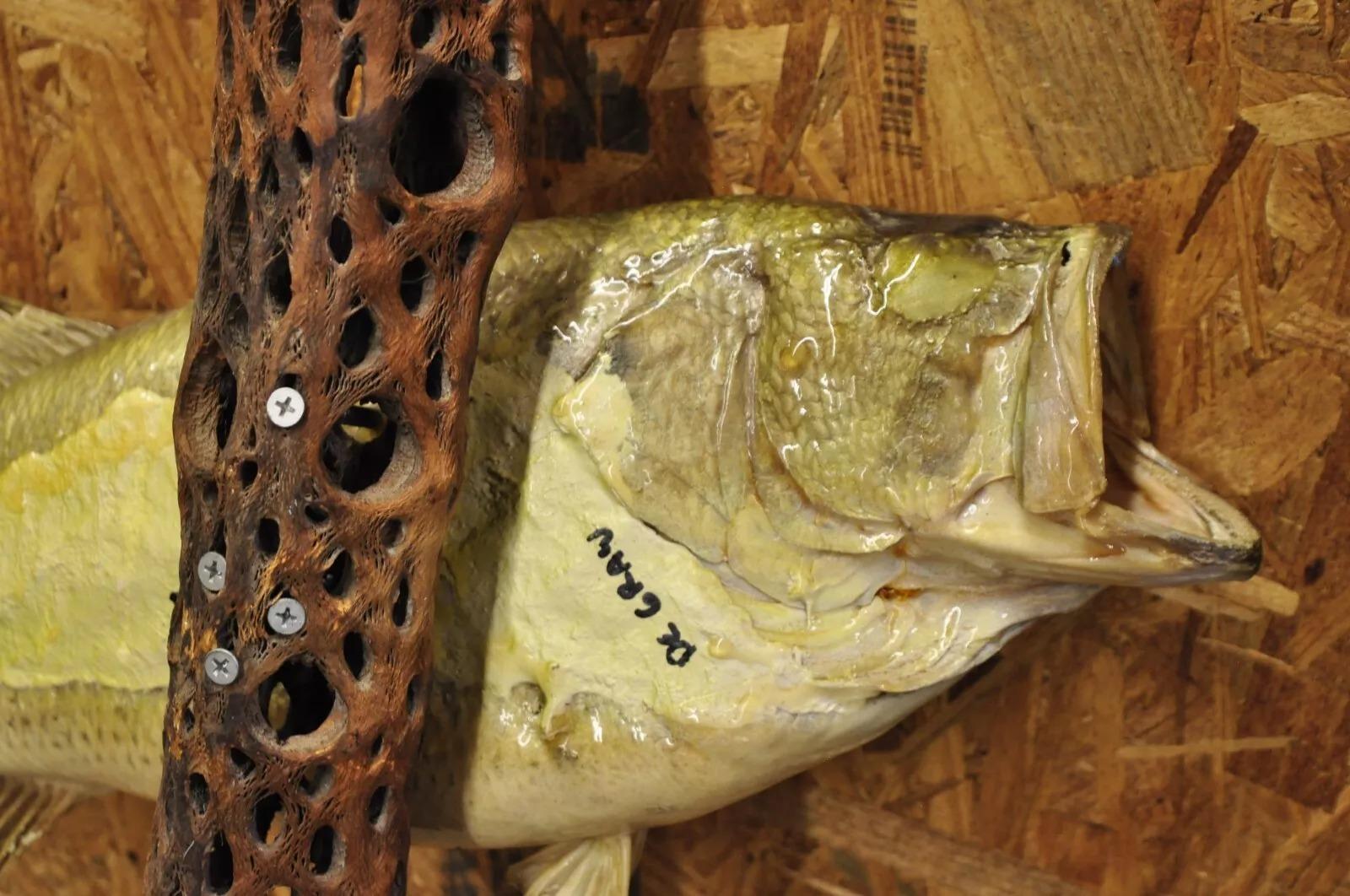 Tronco de lubina vintage para montaje en pared Taxidermia de piel auténtica Decoración de pared de pesca en venta 1
