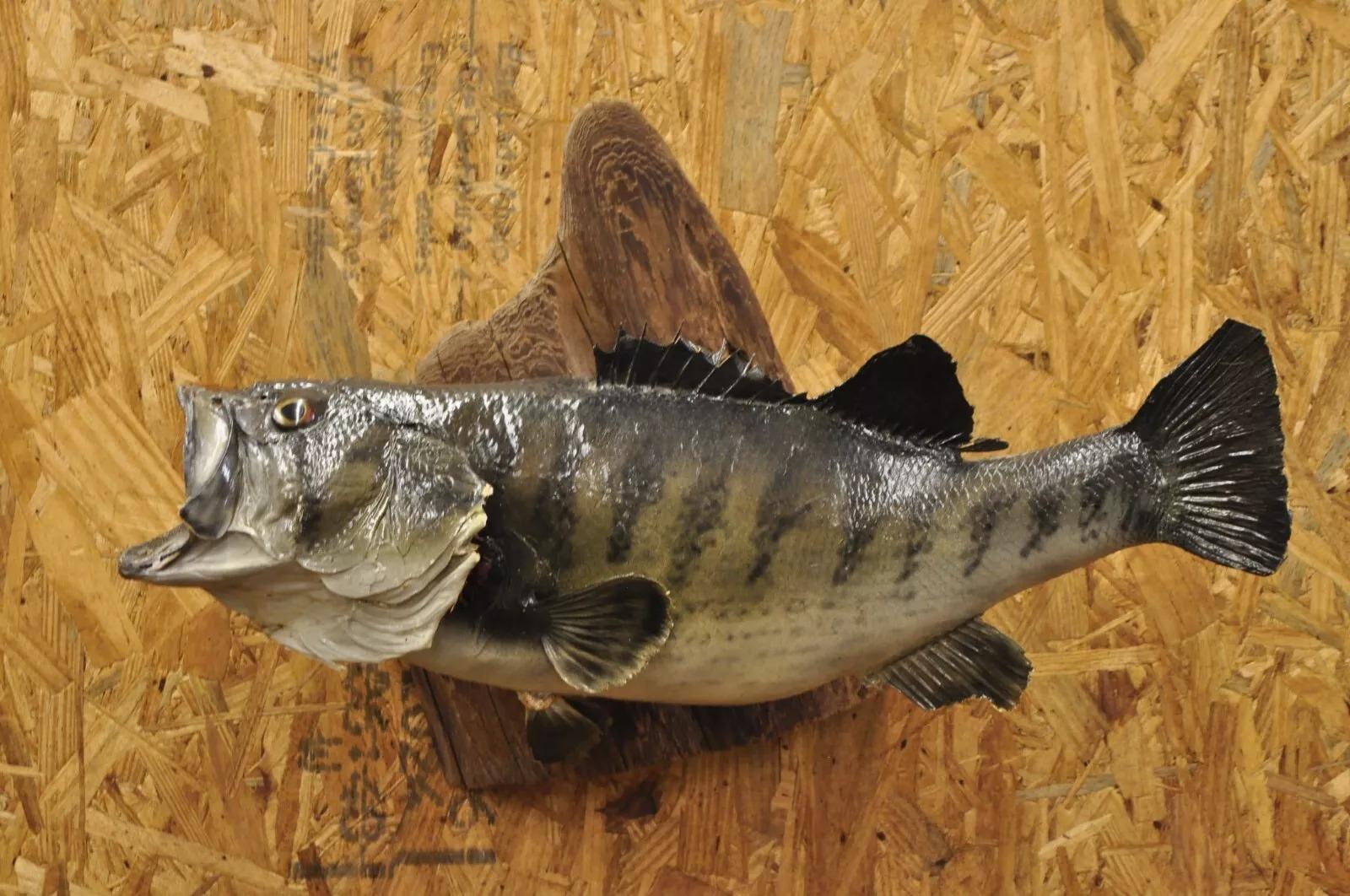 Großmouth Bass Real Skin Wandhalterung Taxidermie Fischen Wanddekor im Angebot 3