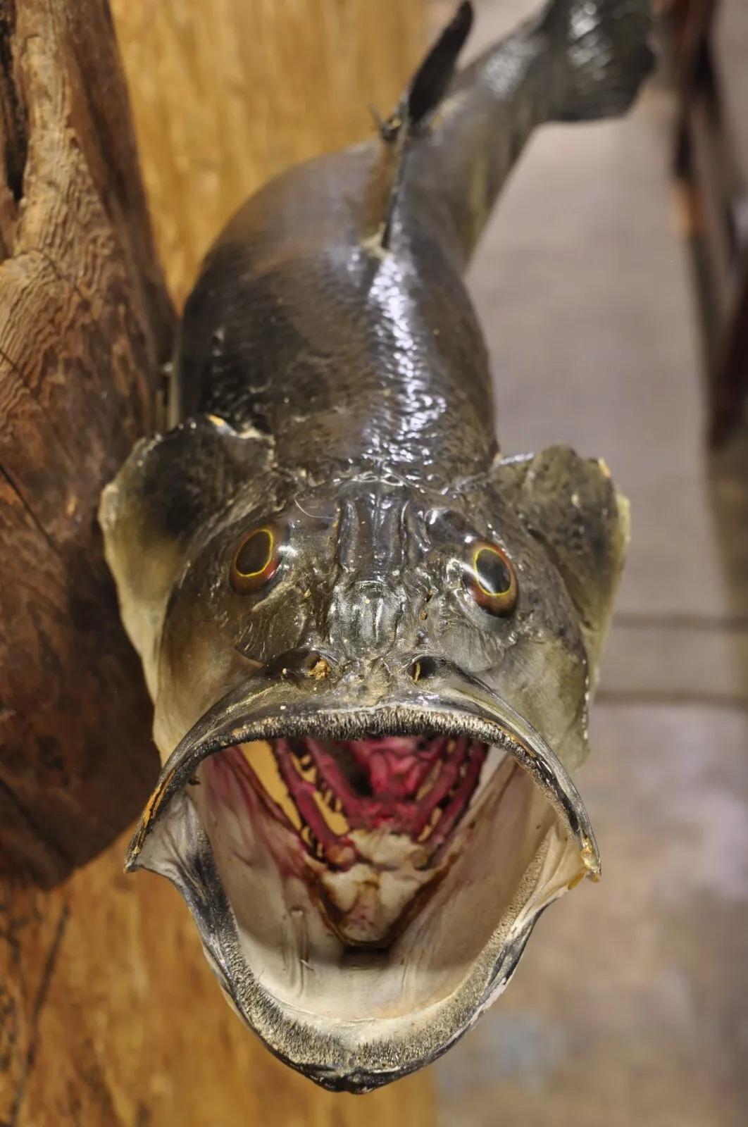 Großmouth Bass Real Skin Wandhalterung Taxidermie Fischen Wanddekor im Angebot 4