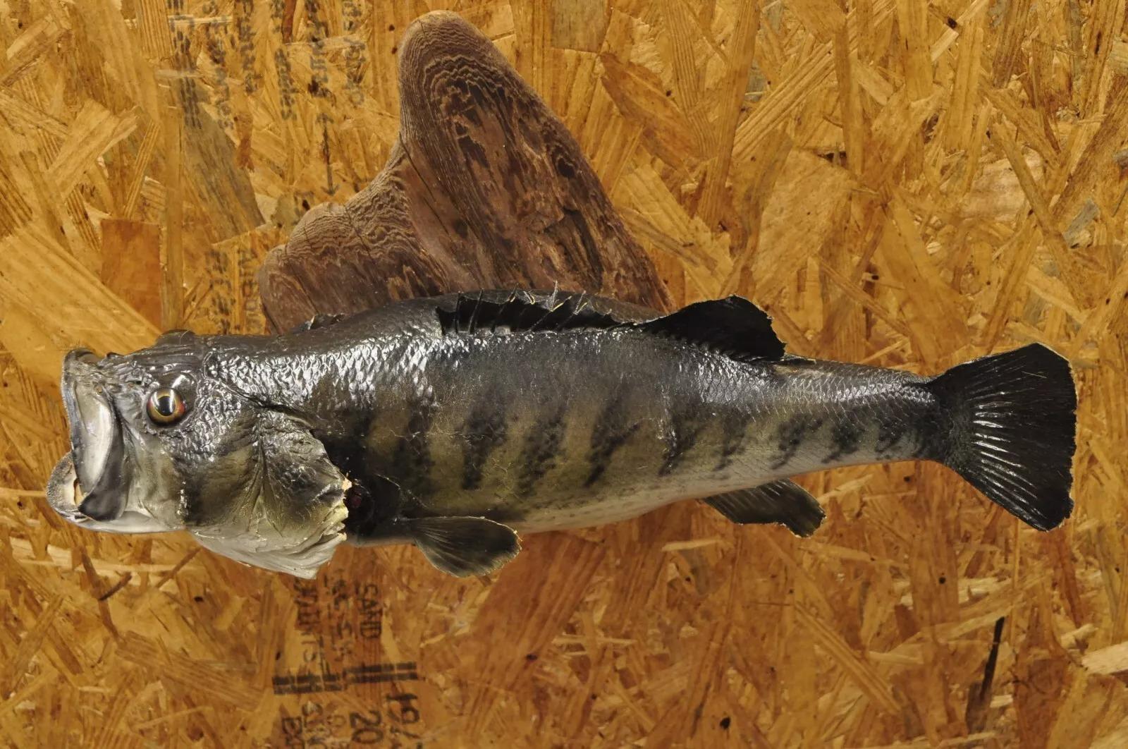 Großmouth Bass Real Skin Wandhalterung Taxidermie Fischen Wanddekor im Angebot 5