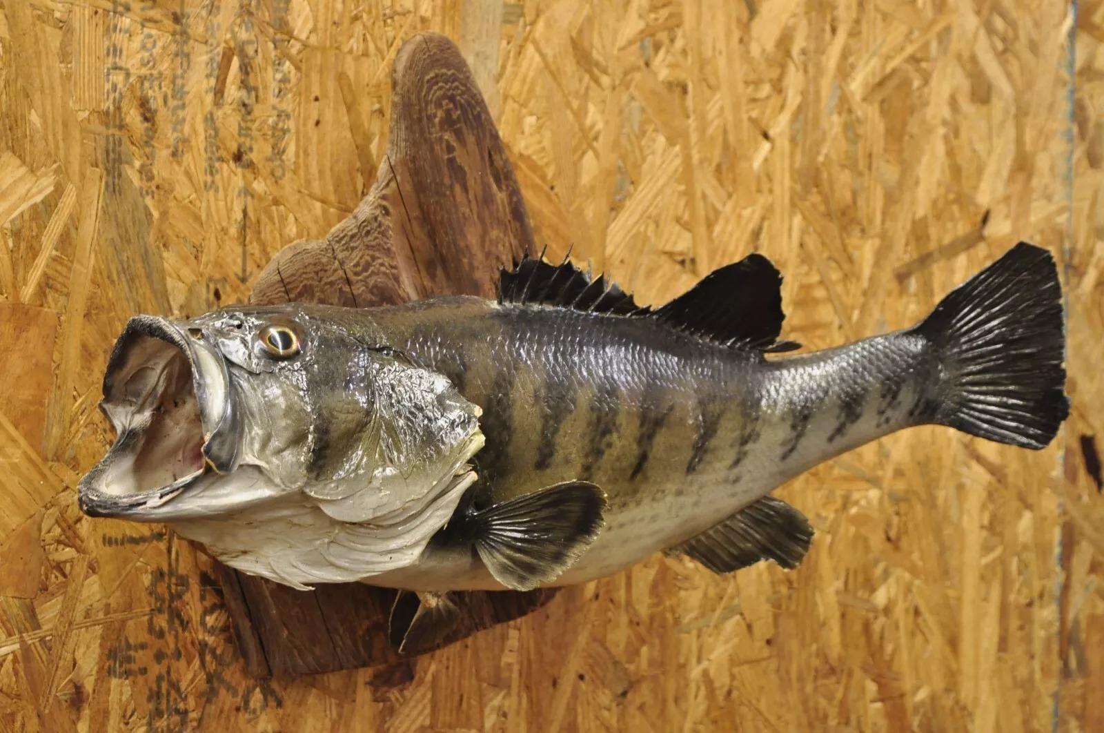 Vintage Largemouth Bass Real Skin Wandhalterung Taxidermie Fischerei Wanddekor. Circa Mitte des 20. Jahrhunderts. Abmessungen (insgesamt): 14
