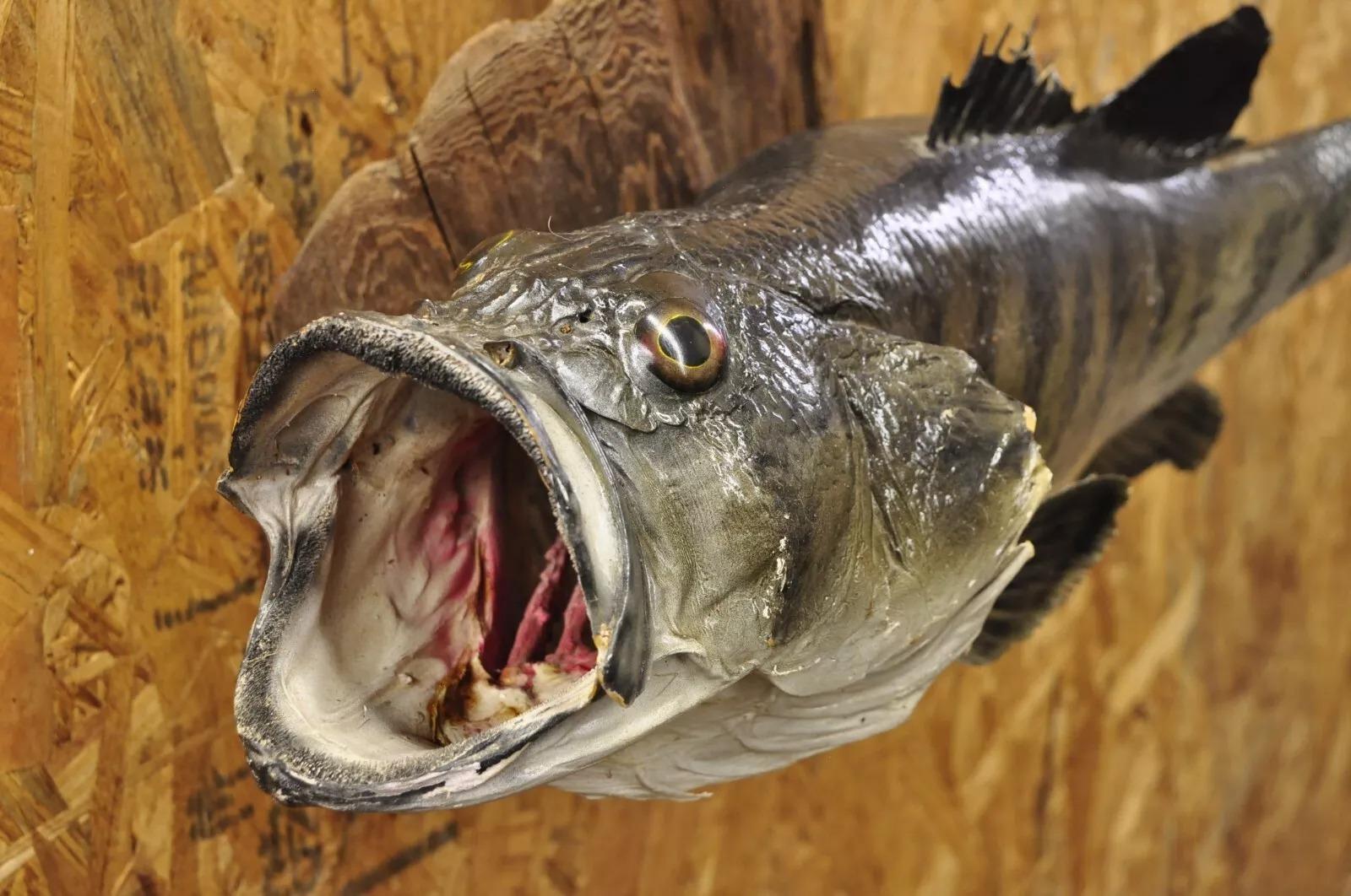 Großmouth Bass Real Skin Wandhalterung Taxidermie Fischen Wanddekor (Rustikal) im Angebot