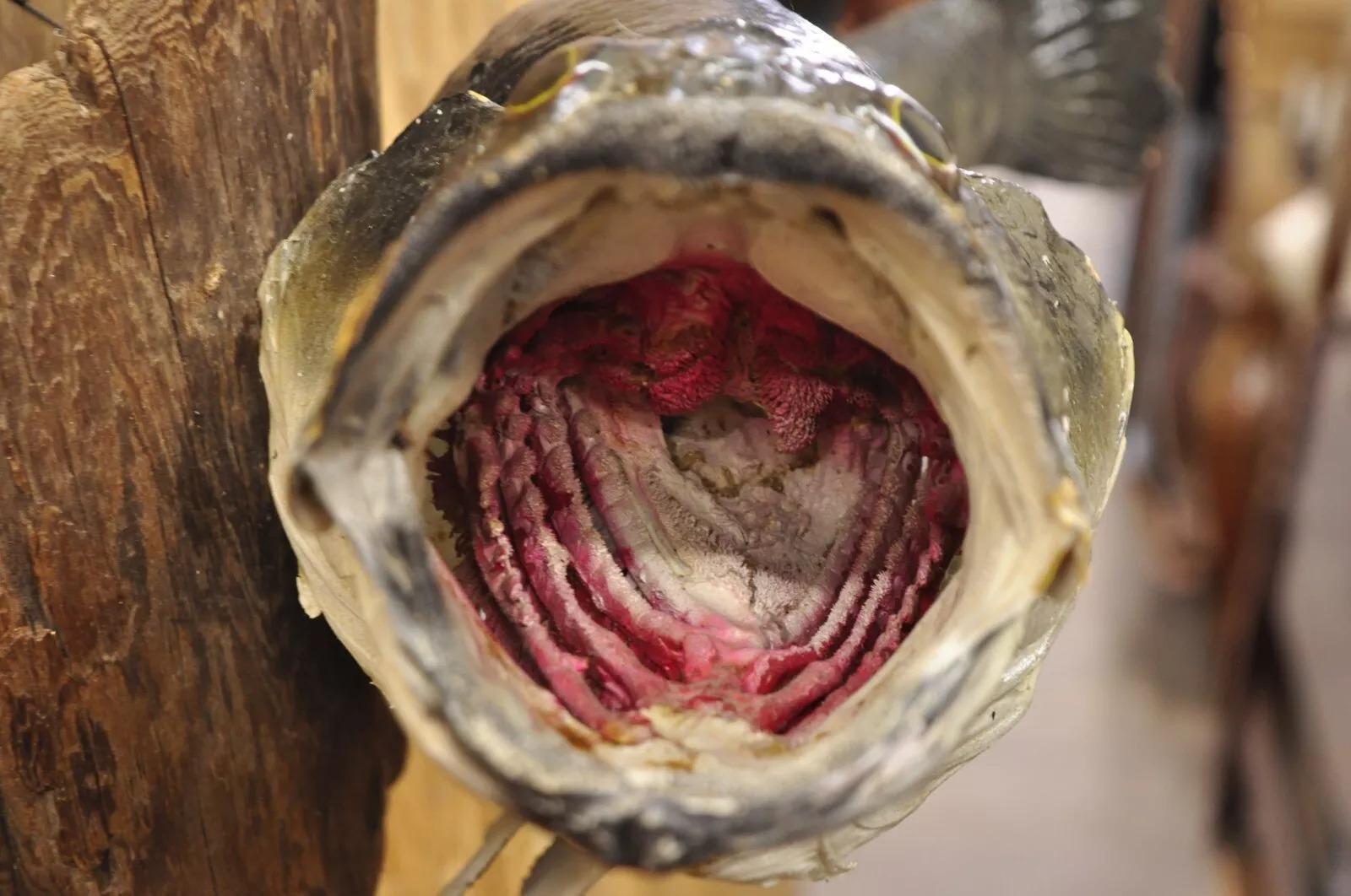 Großmouth Bass Real Skin Wandhalterung Taxidermie Fischen Wanddekor (Unbekannt) im Angebot