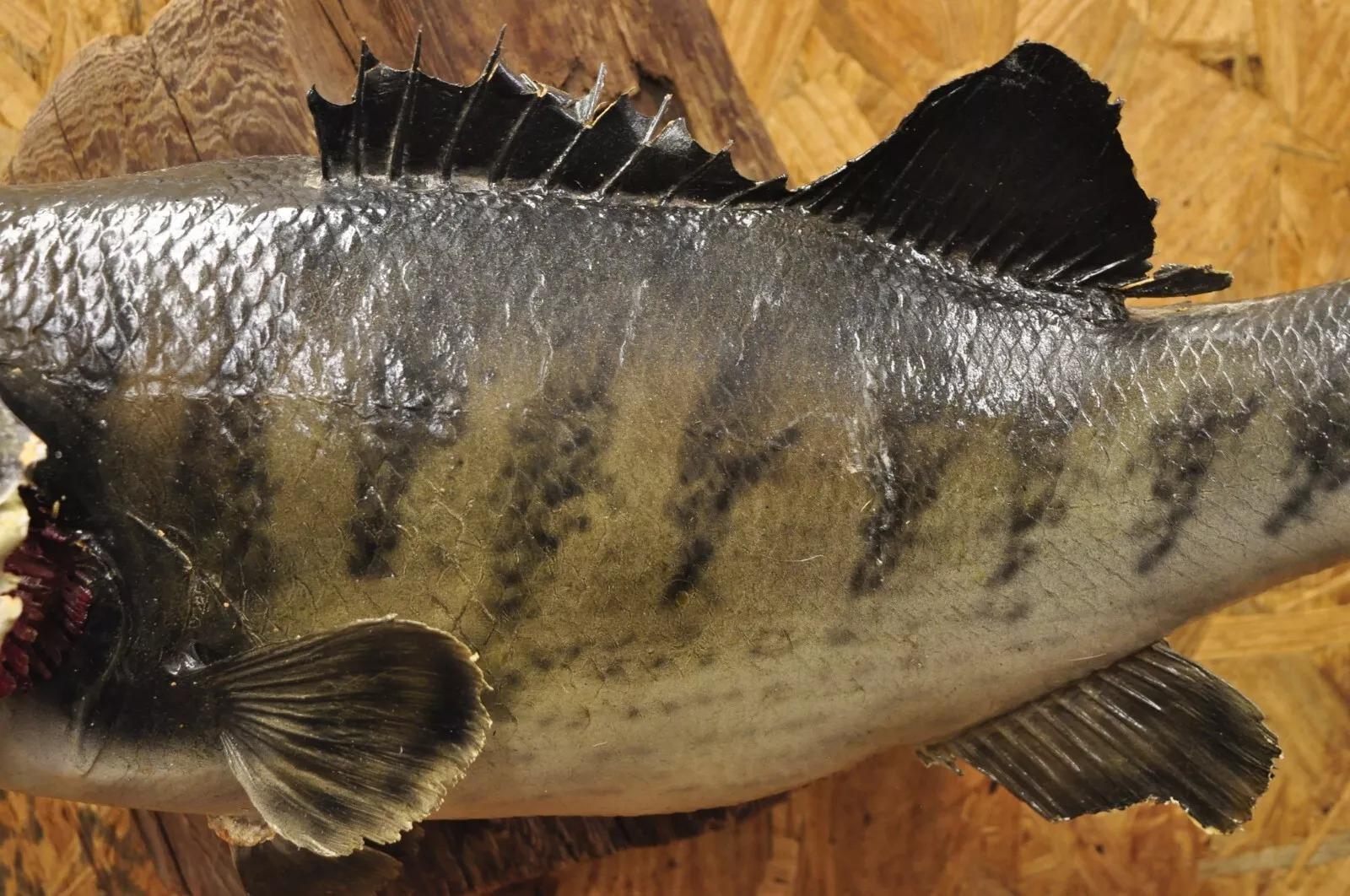 Großmouth Bass Real Skin Wandhalterung Taxidermie Fischen Wanddekor im Zustand „Gut“ im Angebot in Philadelphia, PA