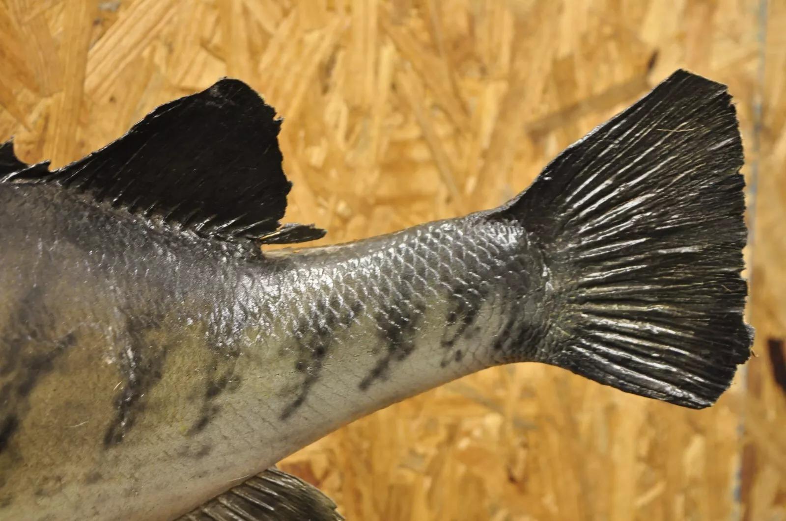 Großmouth Bass Real Skin Wandhalterung Taxidermie Fischen Wanddekor (20. Jahrhundert) im Angebot