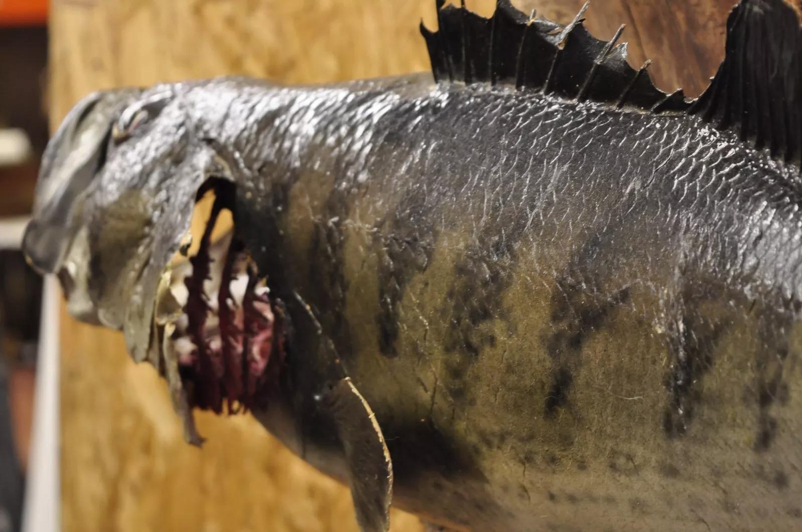 Großmouth Bass Real Skin Wandhalterung Taxidermie Fischen Wanddekor (Tierleder) im Angebot