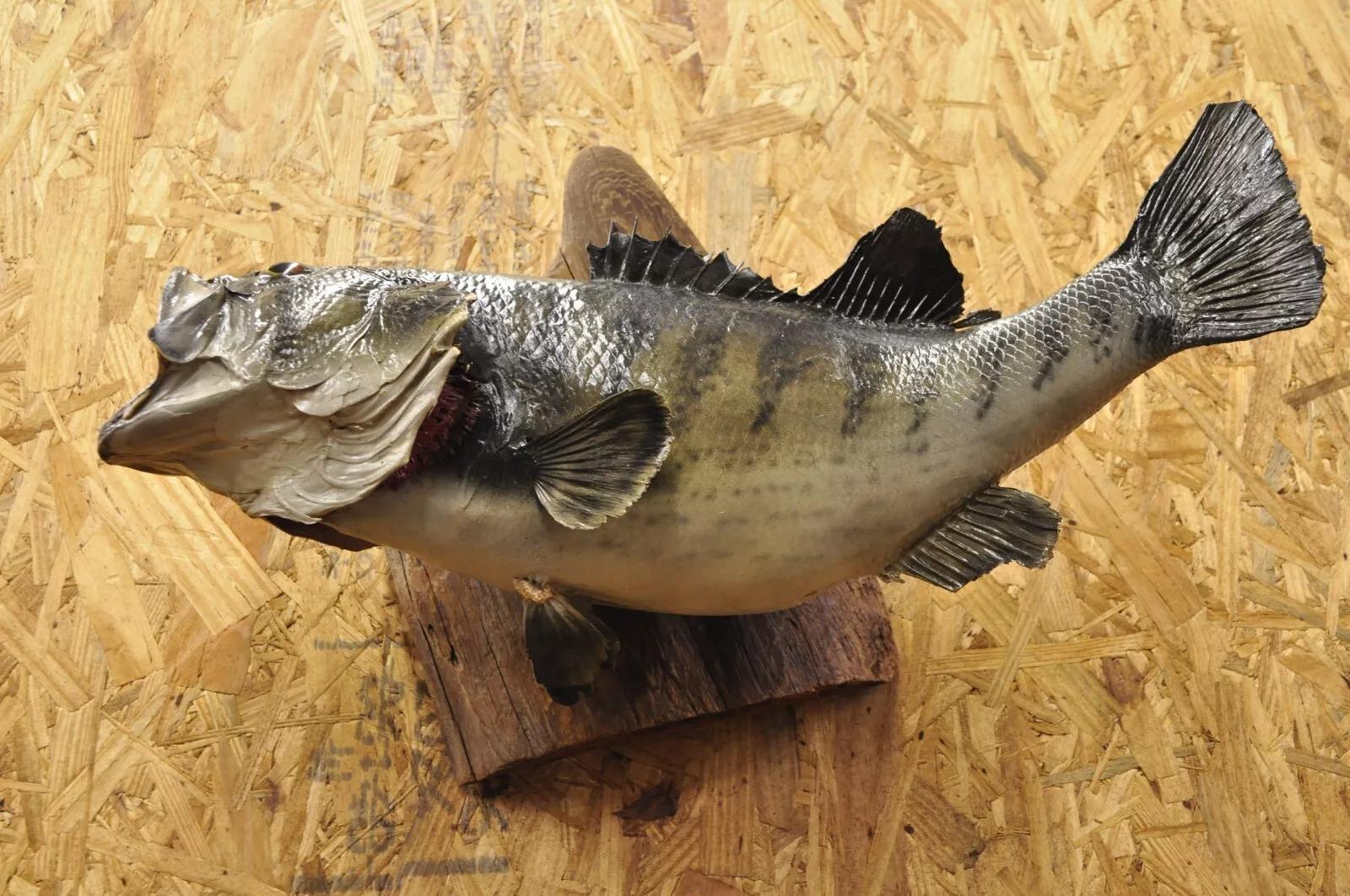 Großmouth Bass Real Skin Wandhalterung Taxidermie Fischen Wanddekor im Angebot 1