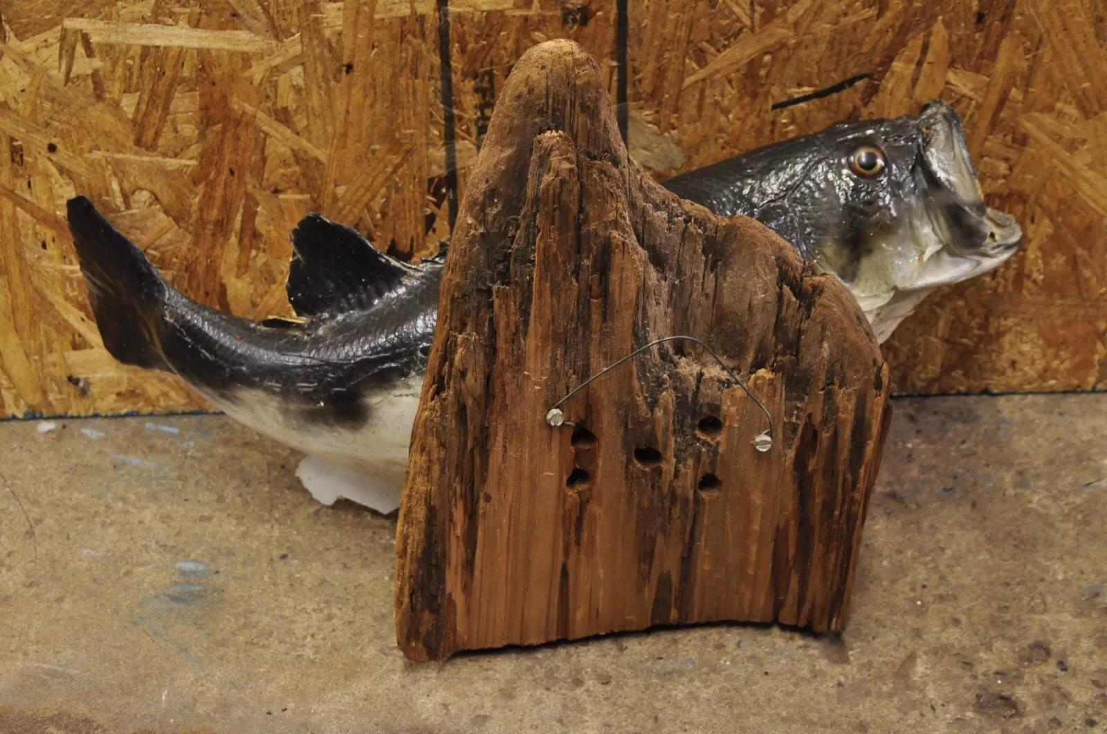 Großmouth Bass Real Skin Wandhalterung Taxidermie Fischen Wanddekor im Angebot 2
