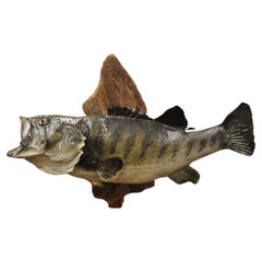 Vintage Largemouth Bass Real Skin Wall Mount Taxidermy Fishing Wall Decor