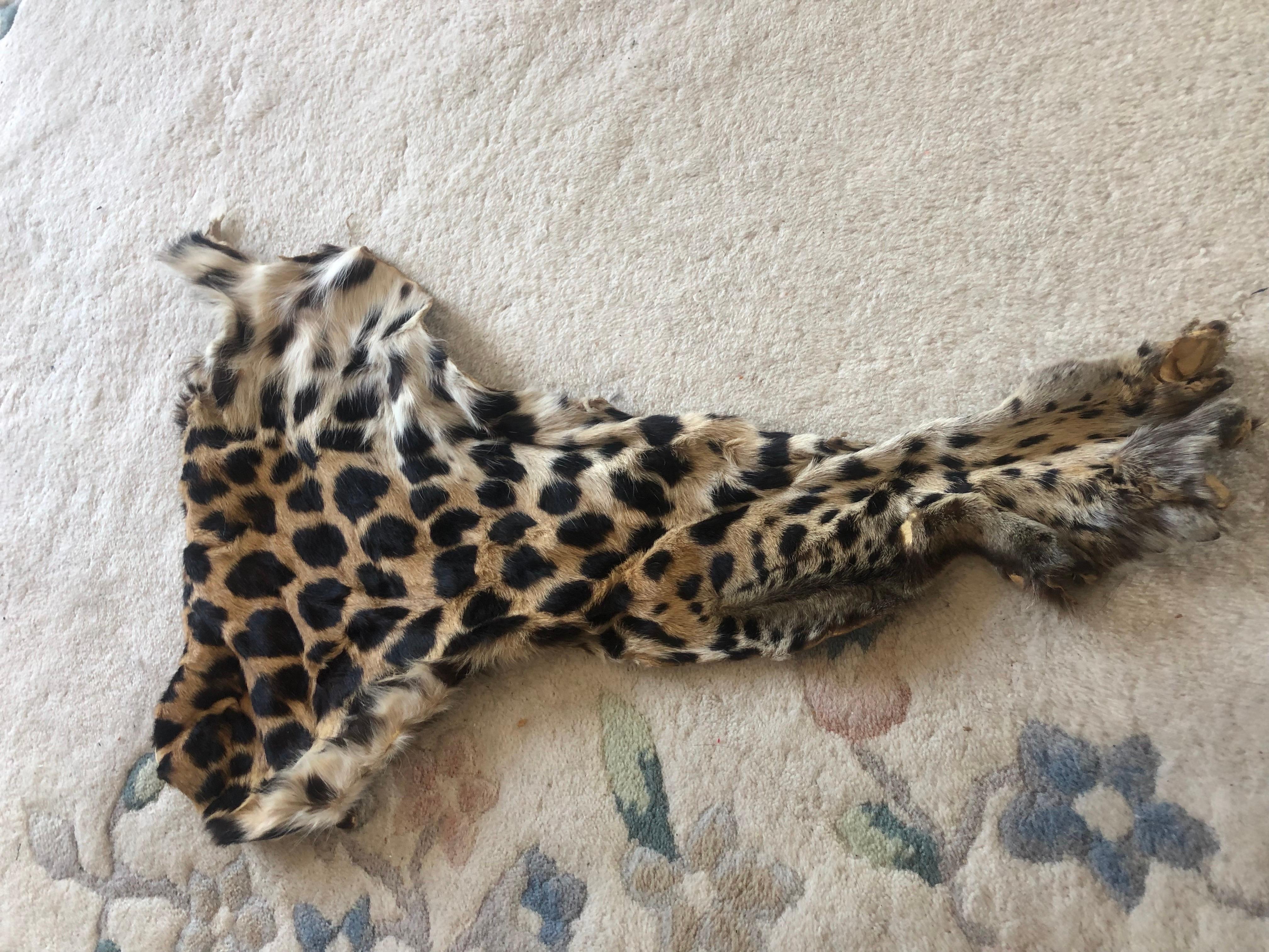 Vintage leopard fur collar and pieces for arts and craft to wear or project 13