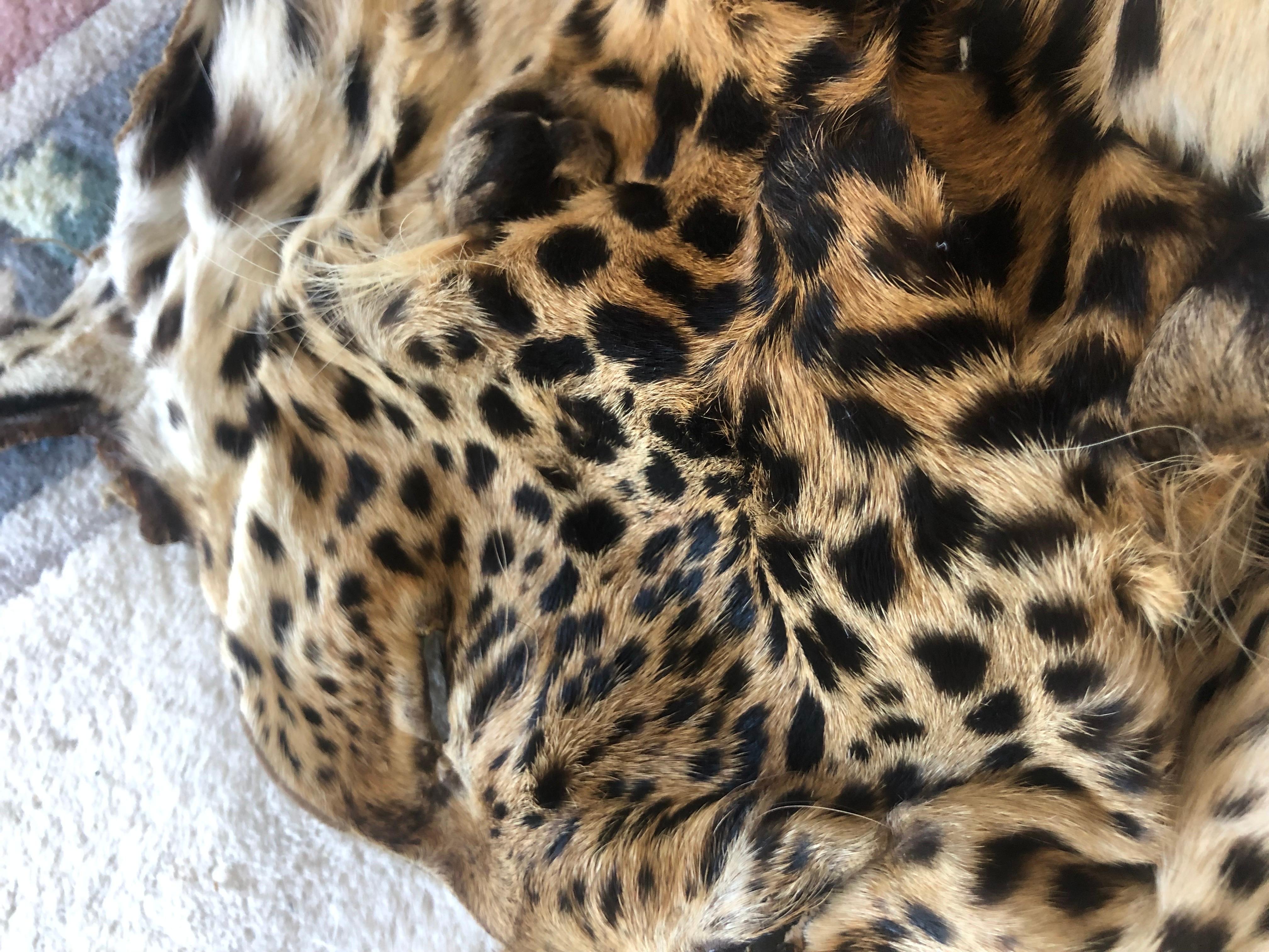 Pieces of leopard fur 
Collar can be finished at clients request the cost is 200$ extra
This is for arts and crafts and projects or as a decoration as is the skins are very supple and malleable soft and fresh 
Hairs are not falling
Great piece for