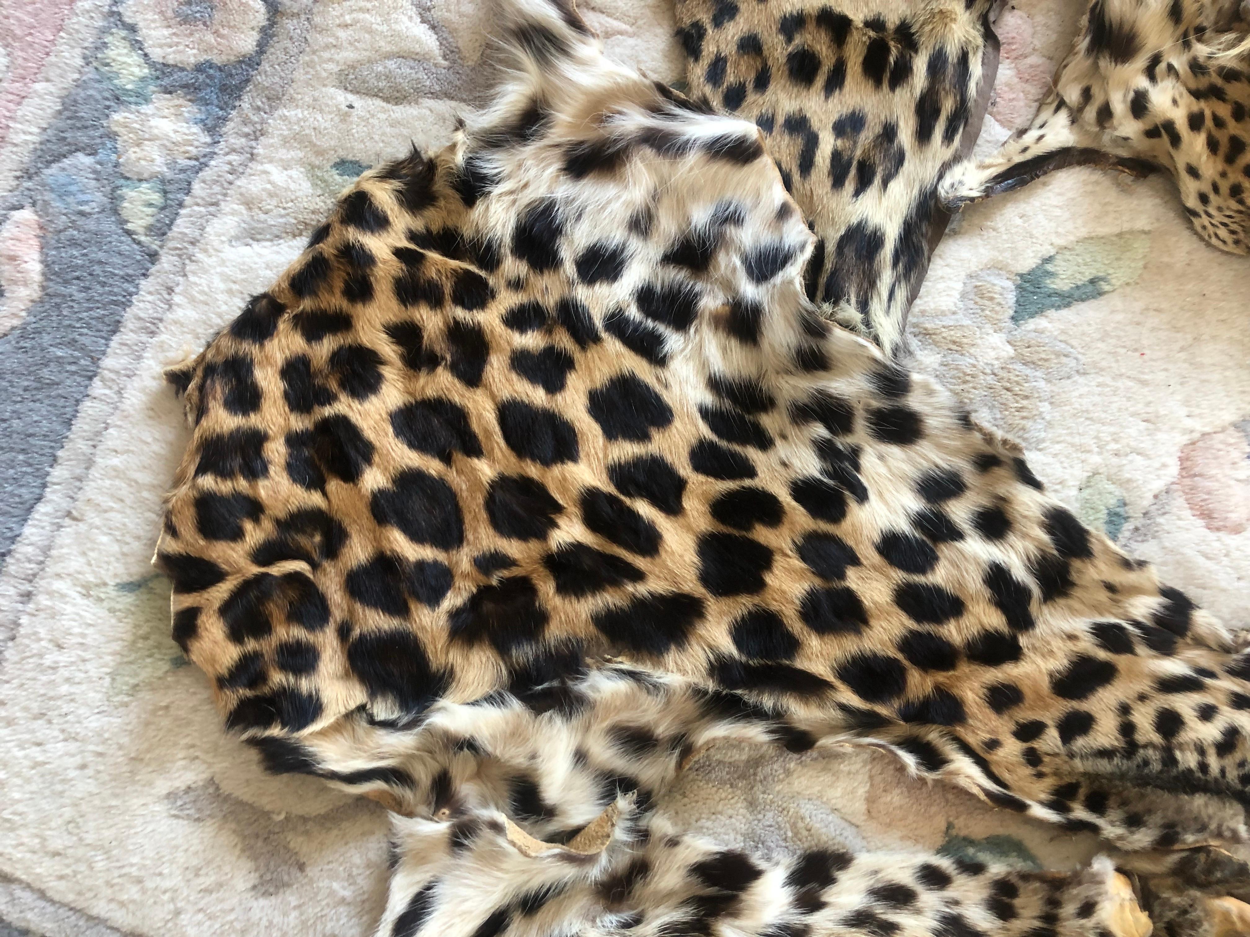 Vintage leopard fur collar and pieces for arts and craft to wear or project In Excellent Condition In Montreal, Quebec