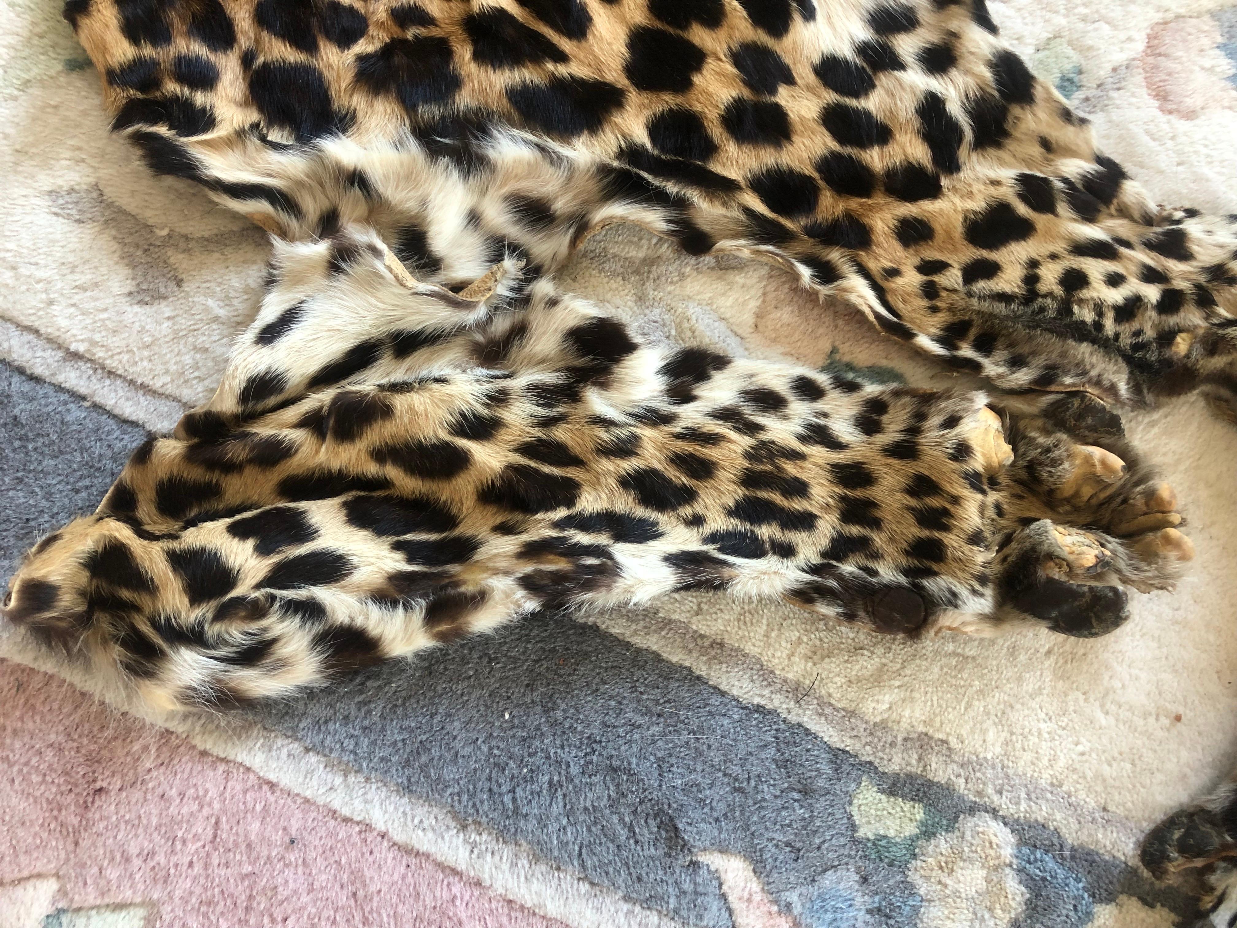 Vintage leopard fur collar and pieces for arts and craft to wear or project In Excellent Condition In Montreal, Quebec