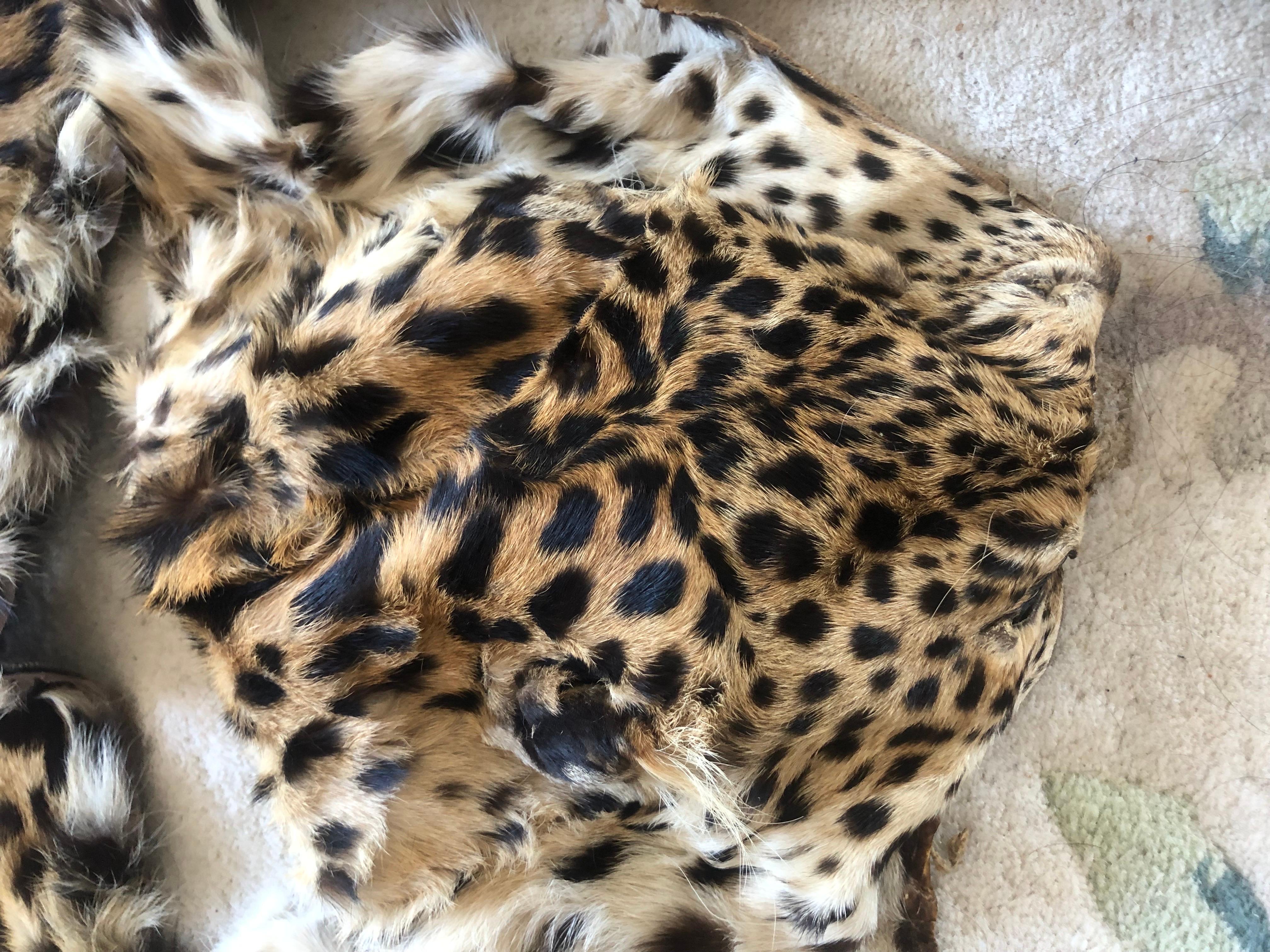 Vintage leopard fur collar and pieces for arts and craft to wear or project 3