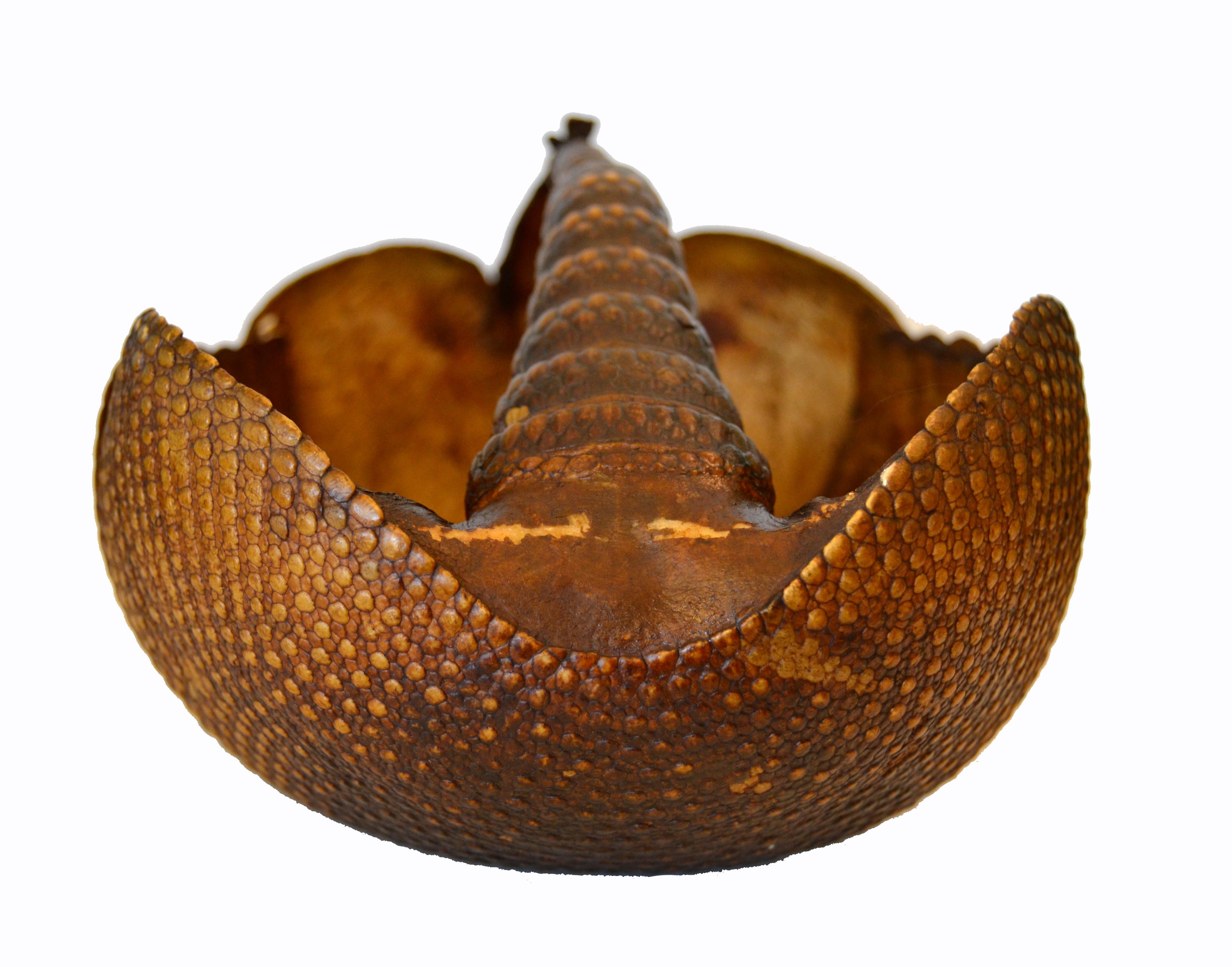 Folk Art Vintage Life-Size Handcrafted Armadillo Shell Basket