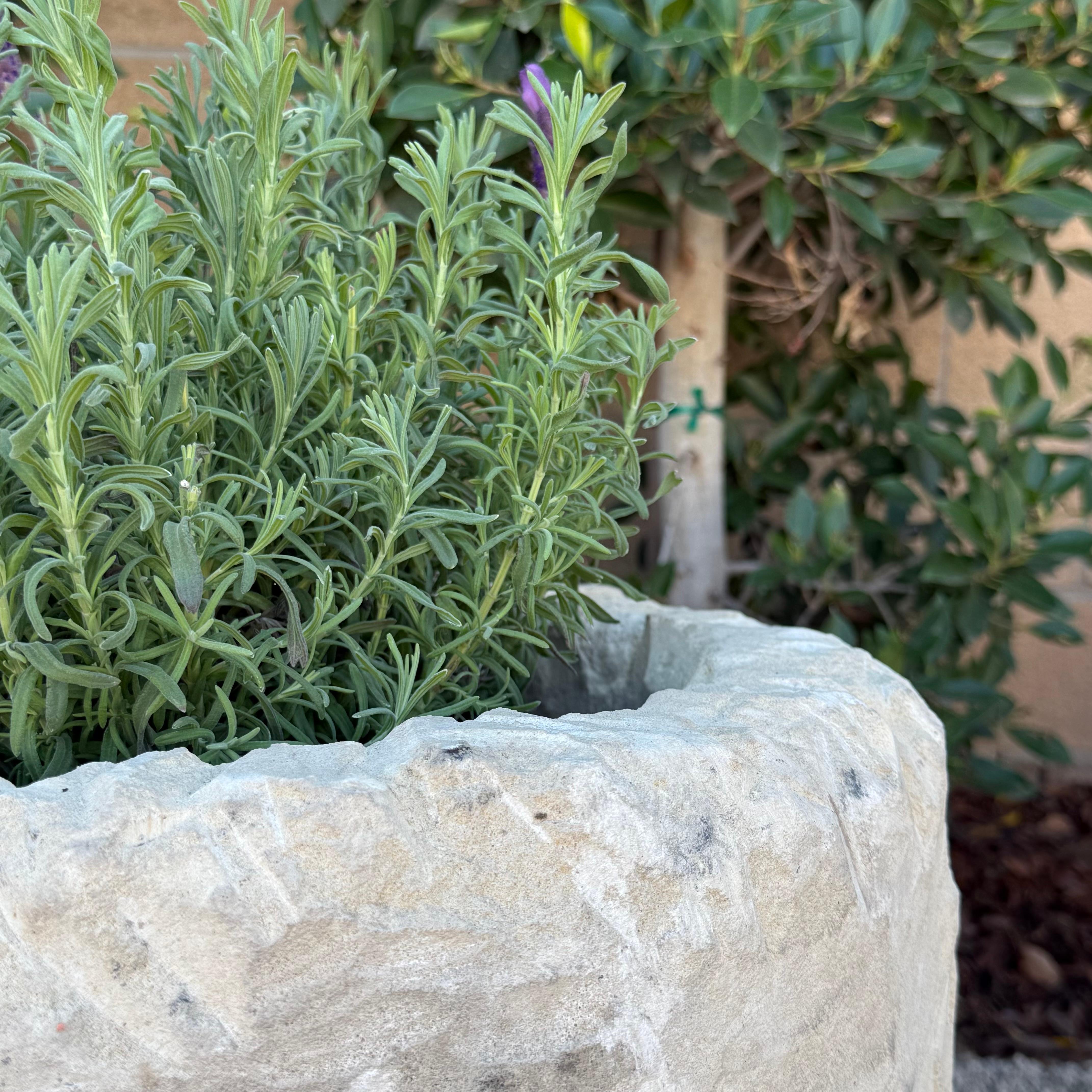Vintage Limestone Trough Medium Size with Sea Fan Fossilization For Sale 3